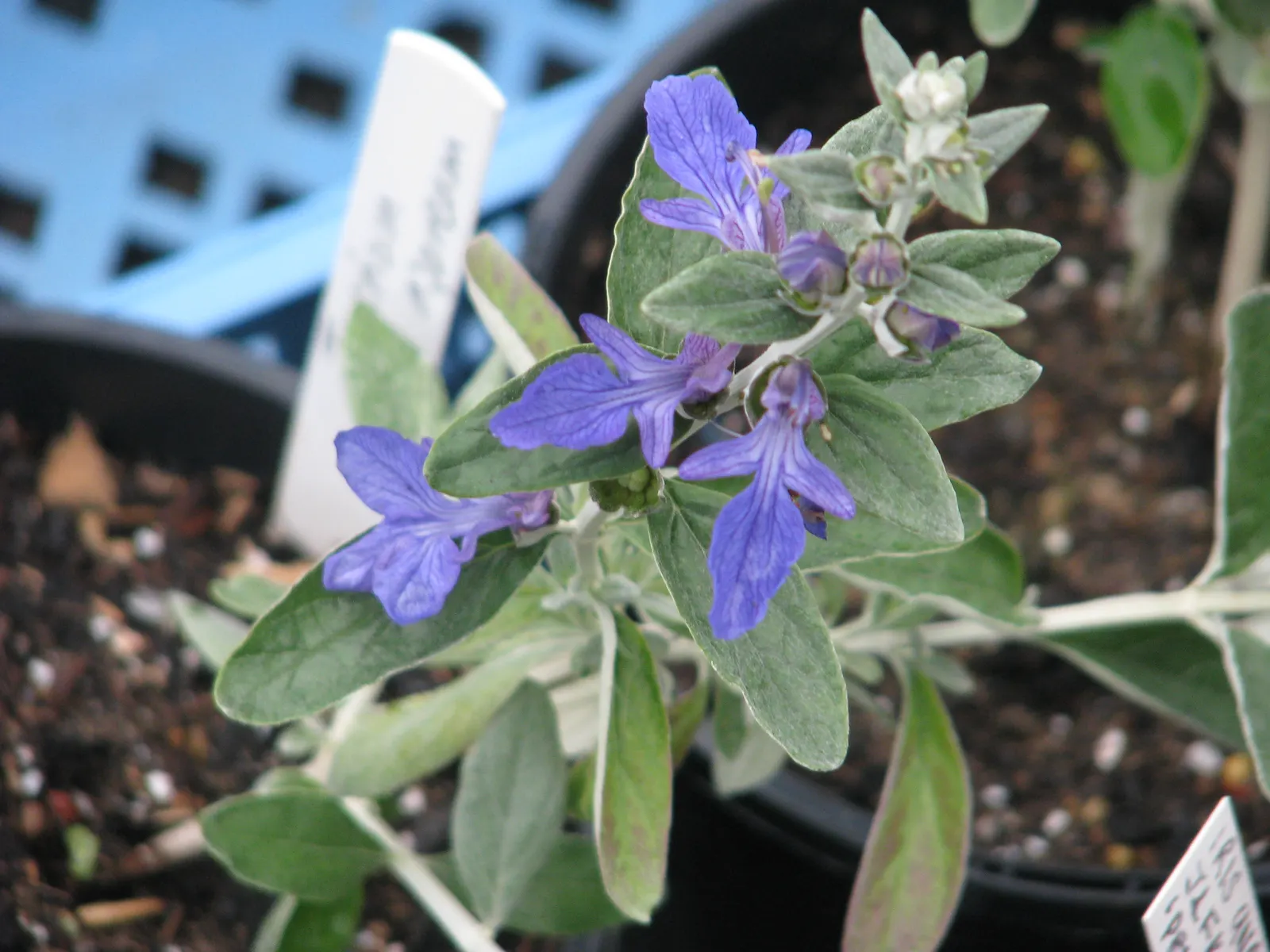 Bush Germander (Teucrium Fruticans) — perfect for Mediterranean or drought-tolerant gardens; scientifically known as Teucrium fruticans, image 55