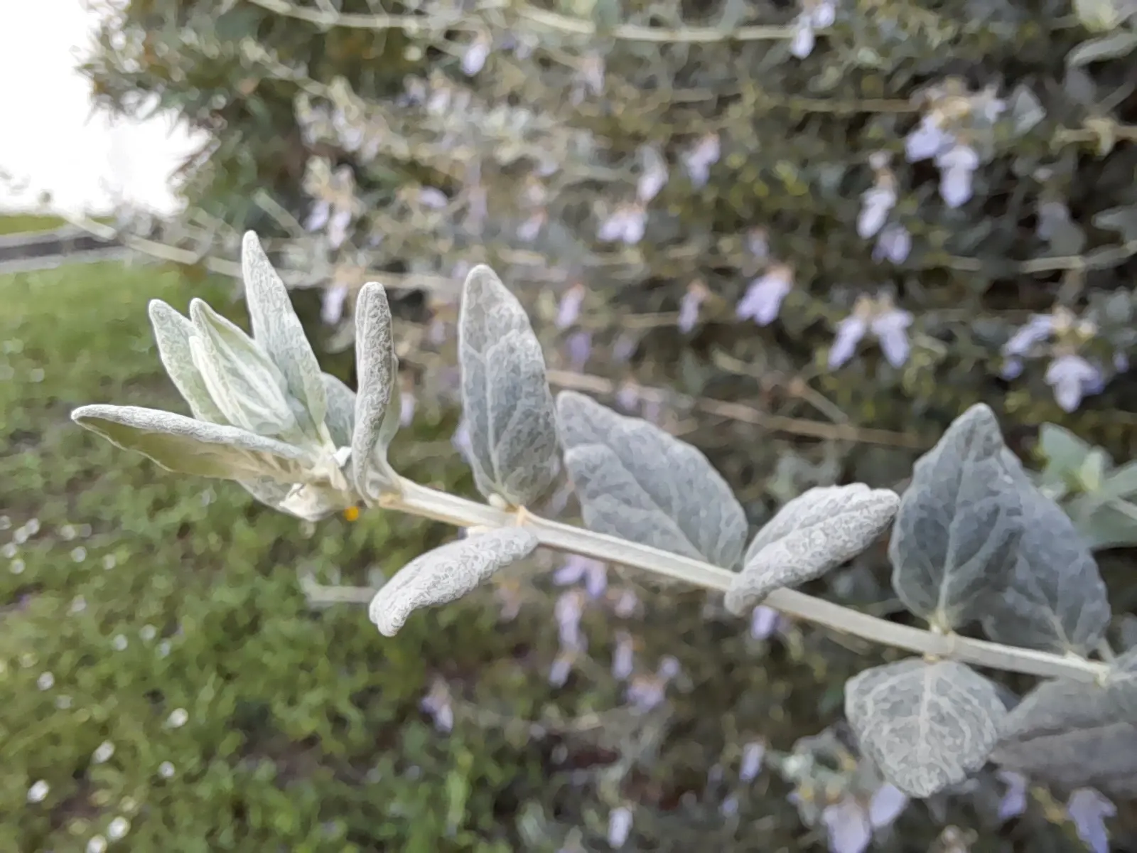 Bush Germander (Teucrium Fruticans) — somewhat architectural aesthetic; regular pruning maintains its shape and encourages denser growth