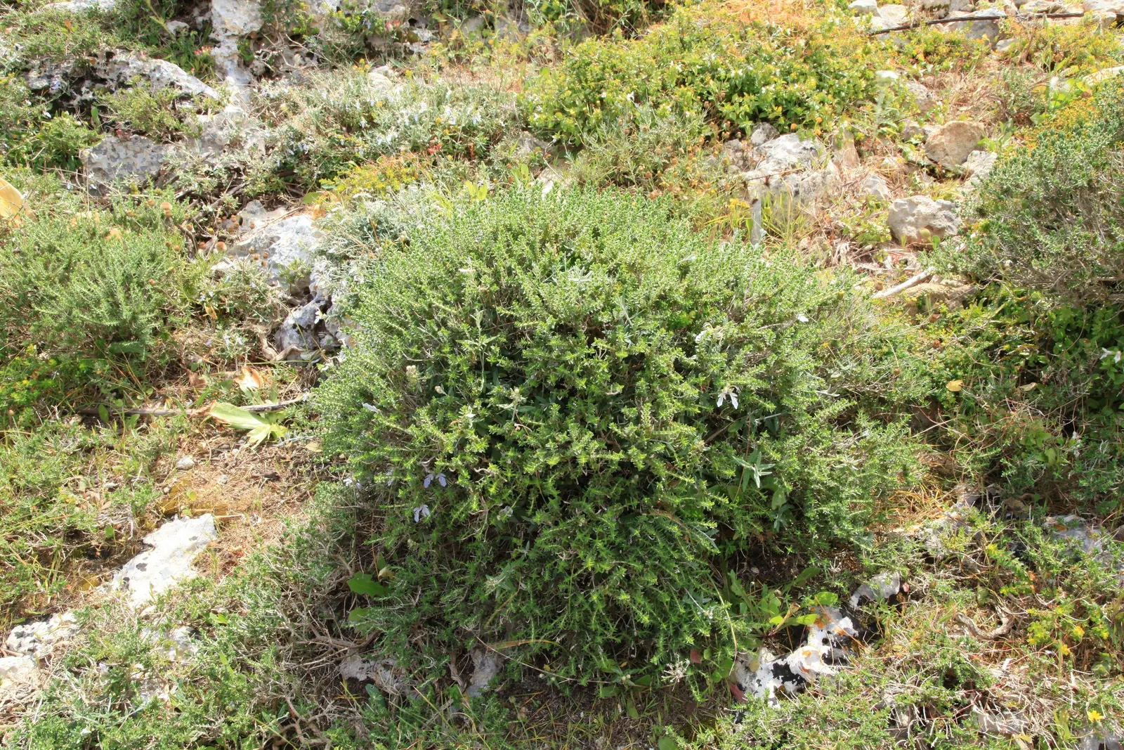 Bush Germander (Teucrium Fruticans) — This water-wise plant thrives in full sun and well-drained soil; herb / shrub for full, image 54