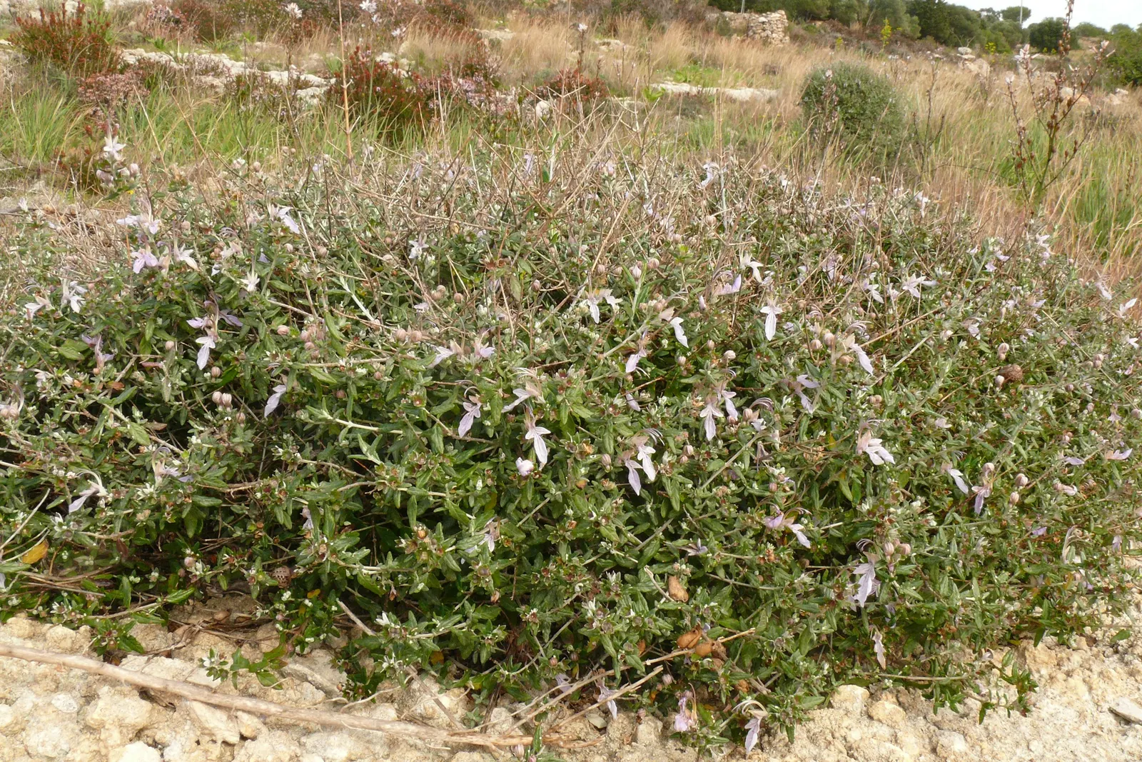 Bush Germander (Teucrium Fruticans) — flowering profusely with lavender-blue blooms from late winter through summer; an attribute that eases irrigation needs