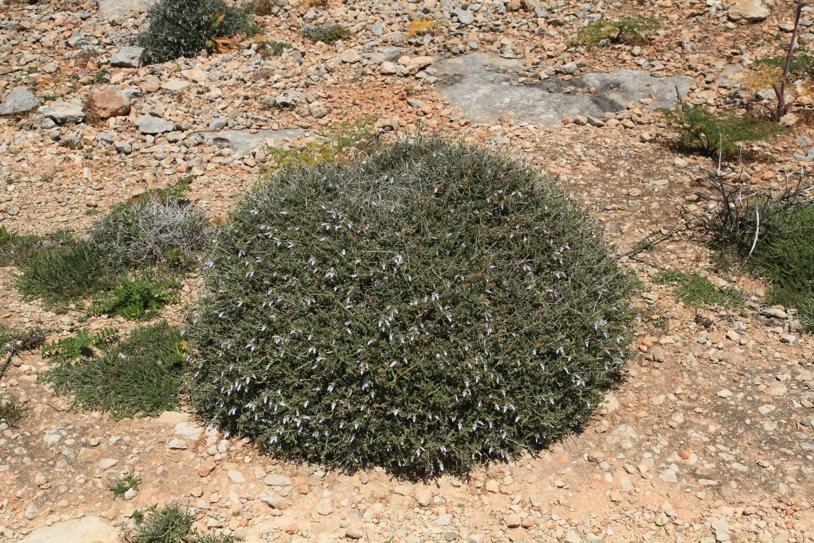 Bush Germander (Teucrium Fruticans) — For maintenance, light pruning can encourage denser foliage and can help retain its desired shape; somewhat architectural