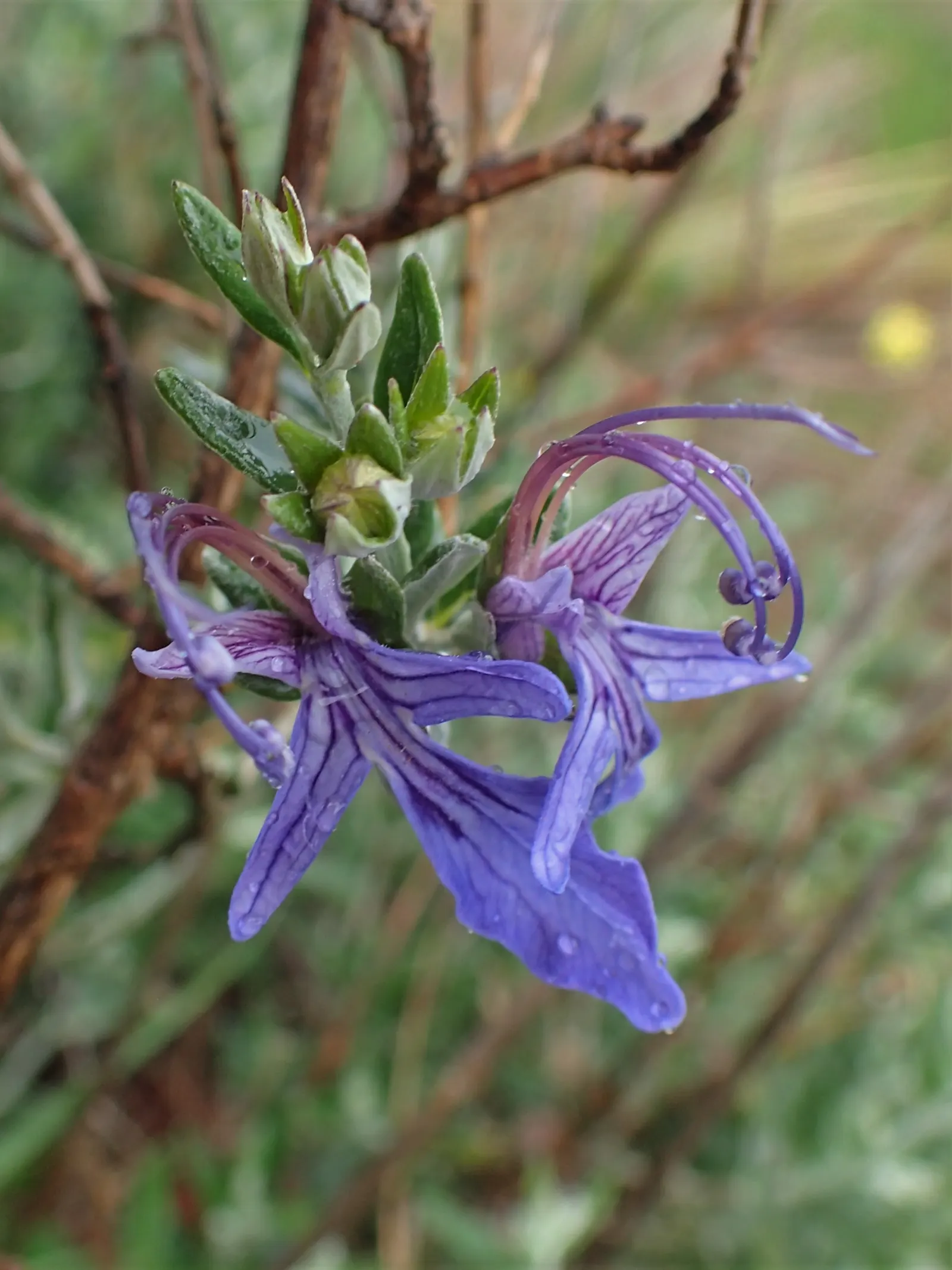 Bush Germander (Teucrium Fruticans) — It reaches up to 6 feet tall and wide; especially against the backdrop of its woody stems which grant an, image 52