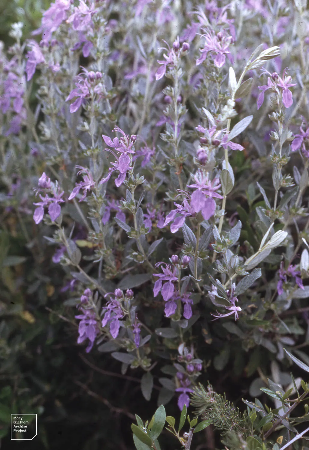 Bush Germander (Teucrium Fruticans) — typically reaching a mature size of about 4 to 6 feet in height and width; ovate leaves are a striking feature, image 59