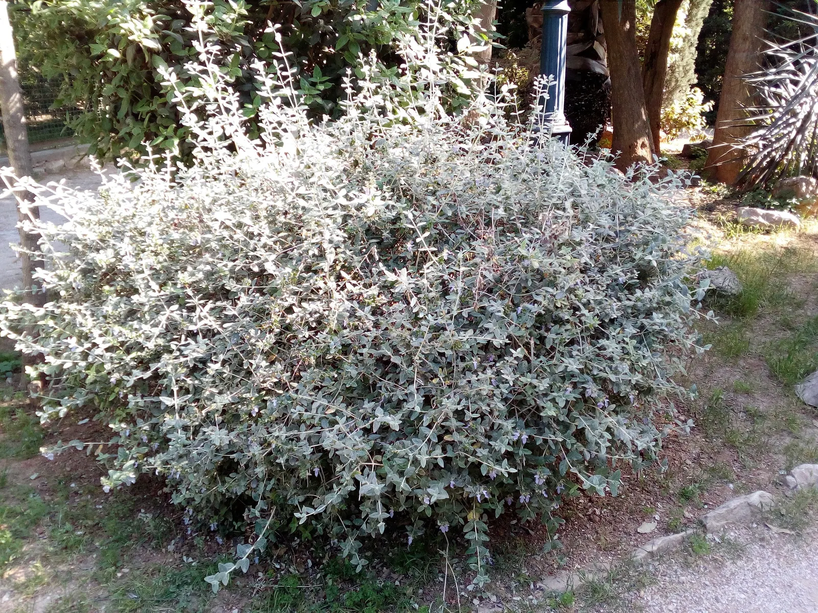 Bush Germander (Teucrium Fruticans) — It reaches up to 6 feet tall and wide