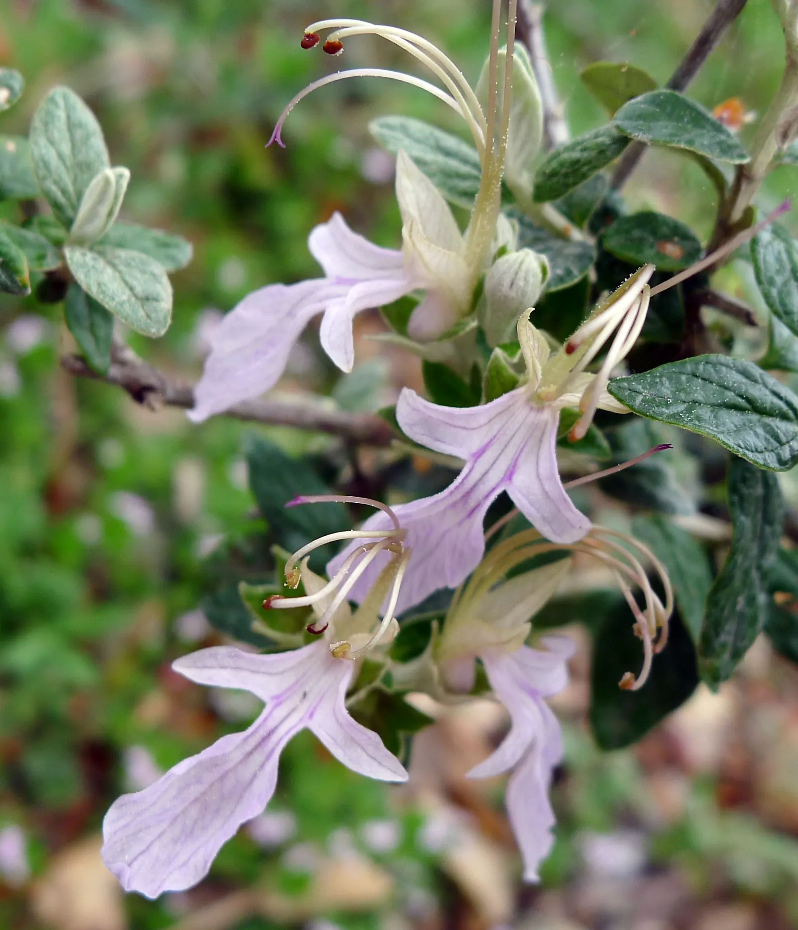 Bush Germander (Teucrium Fruticans) — open form with an average growth rate