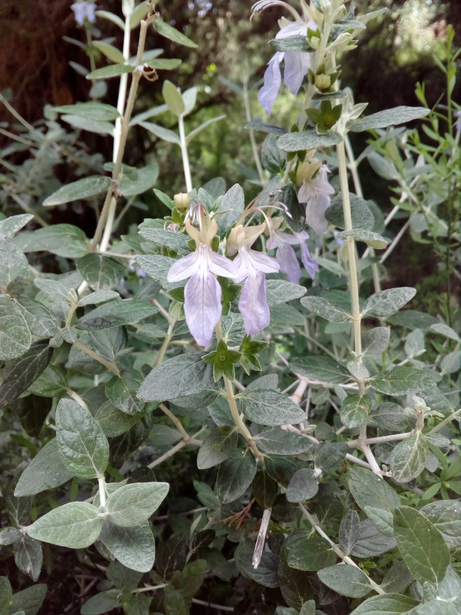 Bush Germander (Teucrium Fruticans) — typically reaching a mature size of about 4 to 6 feet in height and width