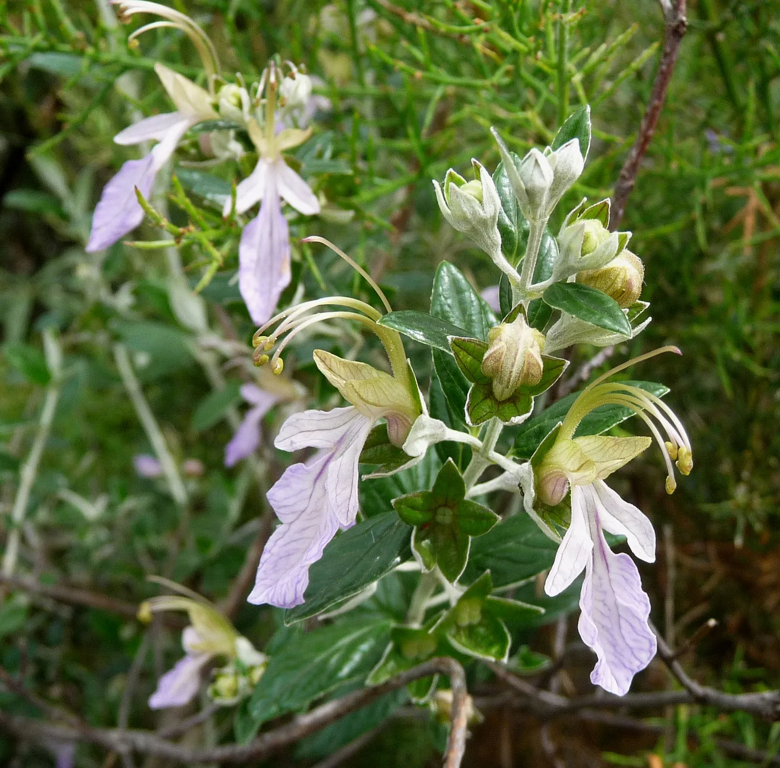 Bush Germander (Teucrium Fruticans) — perfect for Mediterranean or drought-tolerant gardens