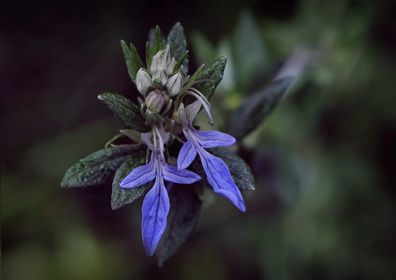 Bush Germander (Teucrium Fruticans) — From late winter through to early spring, expect an impressive display of deep azure flowers