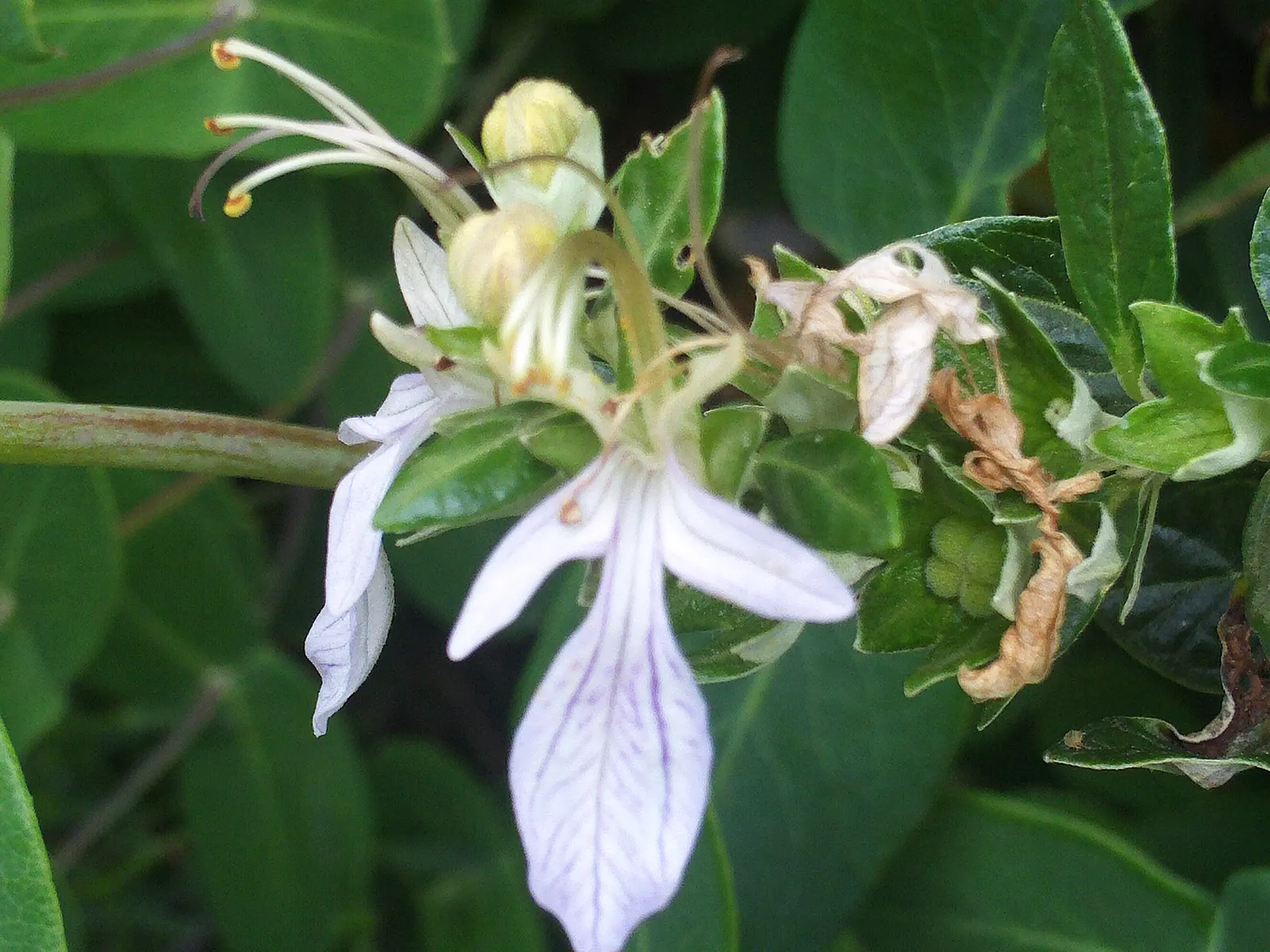 Bush Germander (Teucrium Fruticans) — This water-wise plant thrives in full sun and well-drained soil