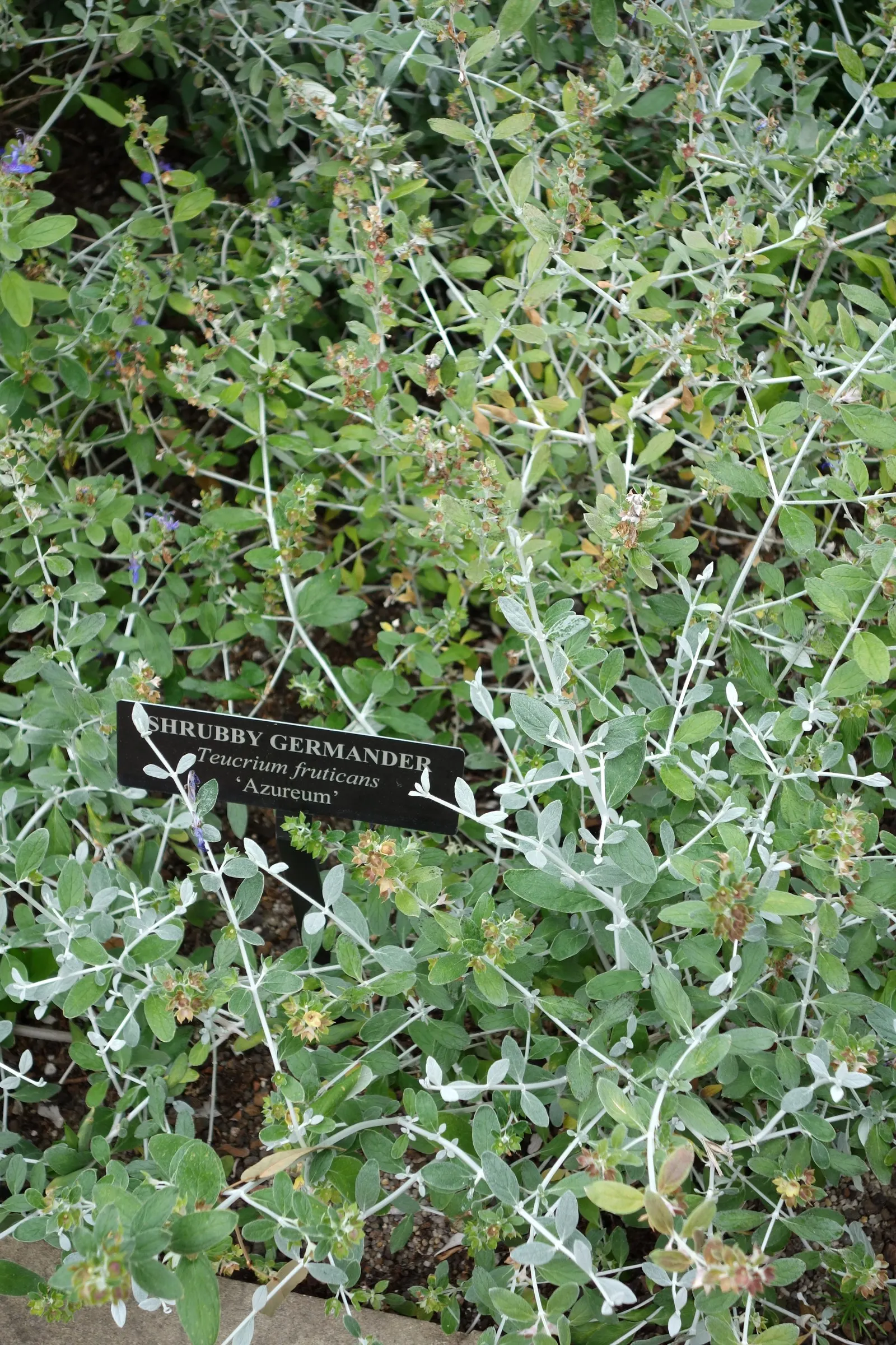 Bush Germander (Teucrium Fruticans) — Regular pruning maintains its shape and encourages denser growth