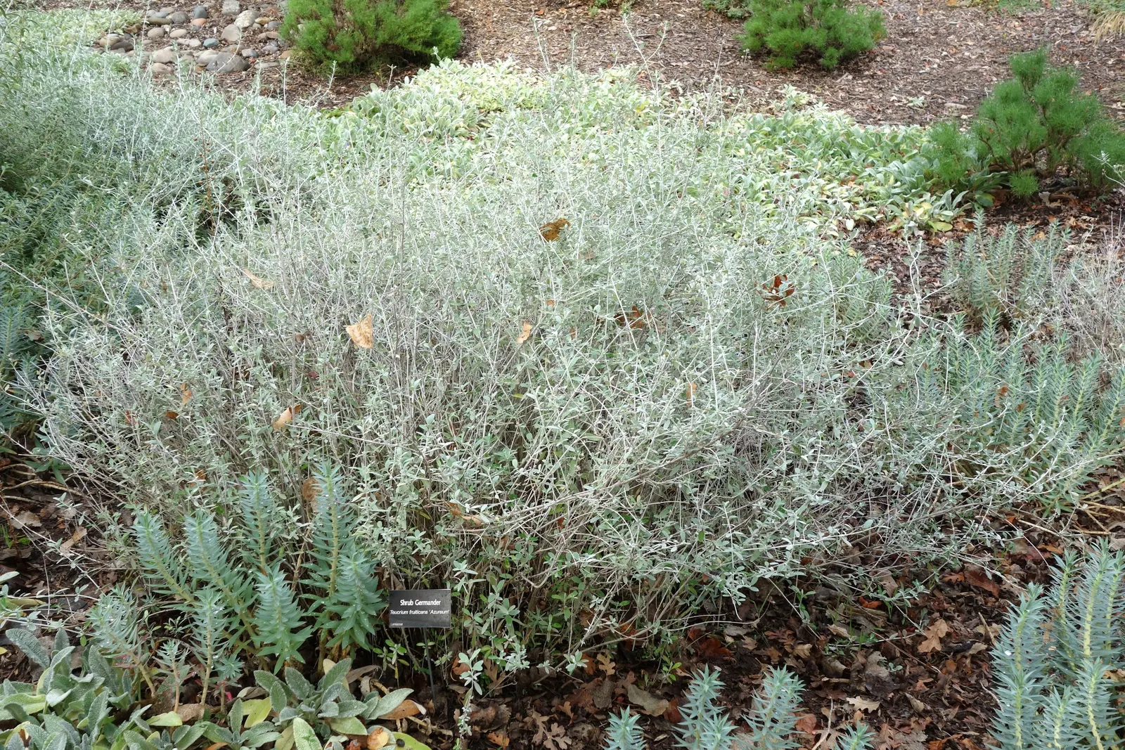 Bush Germander (Teucrium Fruticans) — scientifically known as Teucrium fruticans