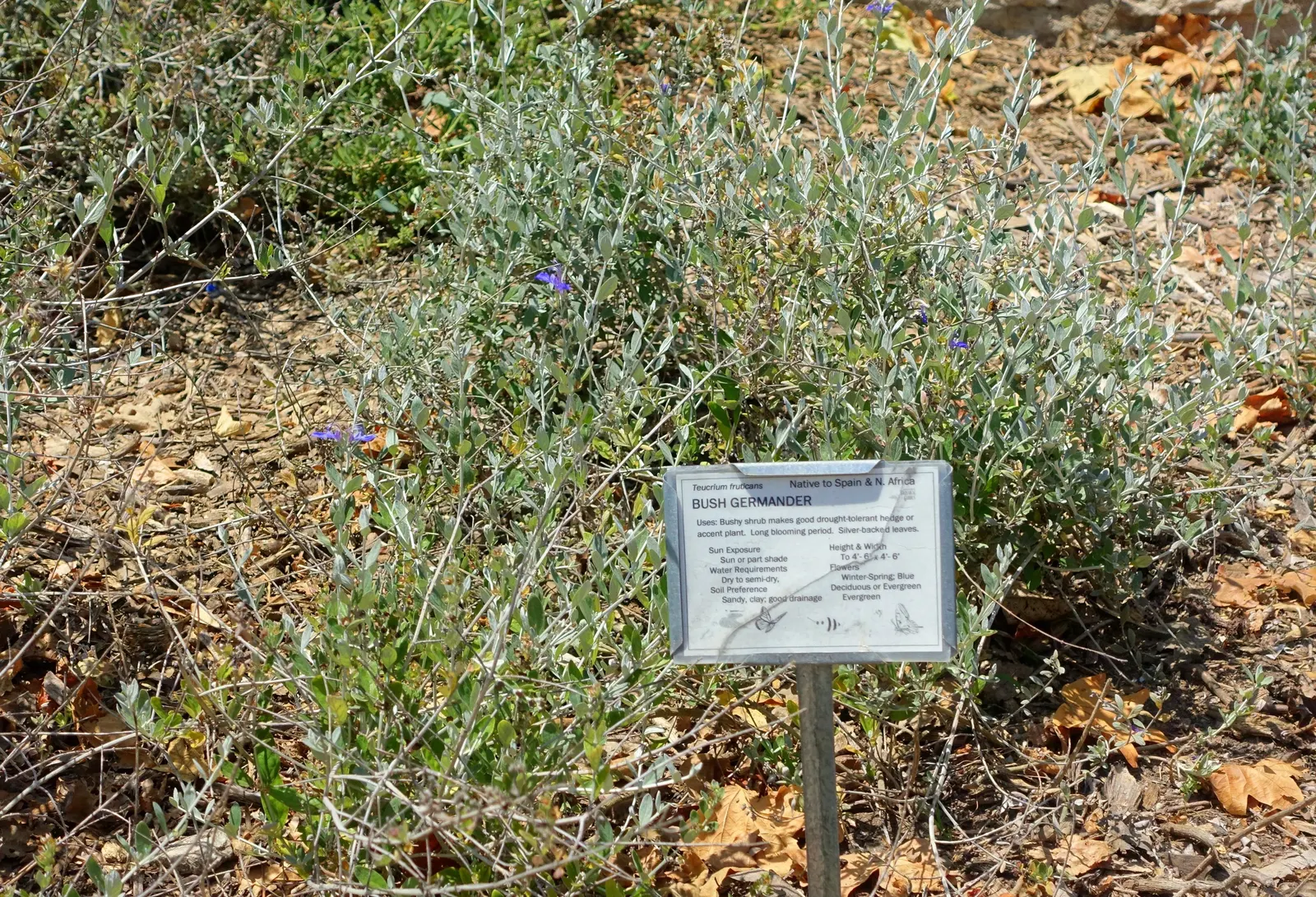 Bush Germander (Teucrium Fruticans) — flowering profusely with lavender-blue blooms from late winter through summer