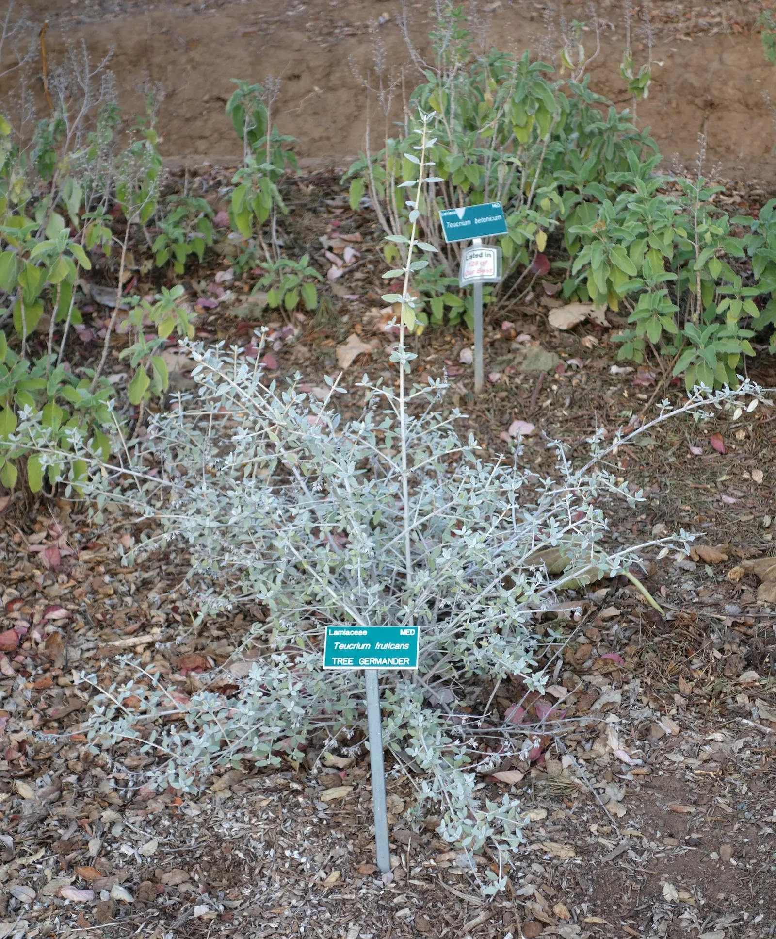 Bush Germander (Teucrium Fruticans) — The Bush Germander (Teucrium fruticans) is an evergreen shrub