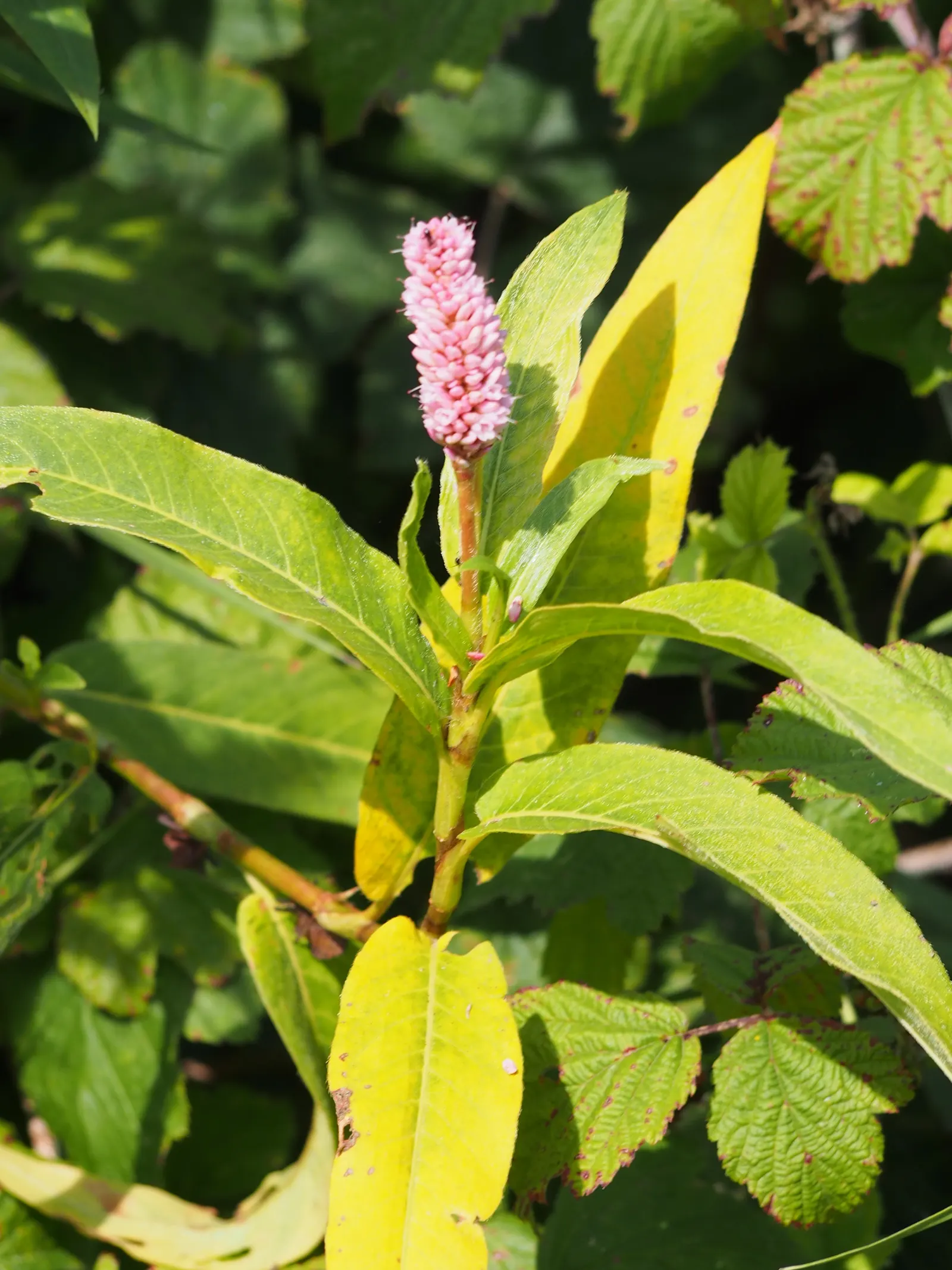 Smartweed, Knotweed (Persicaria Microcephala 'Red Dragon') — This hardy plant thrives in USDA zones 4-7, preferring partial shade and moist soil, image 48