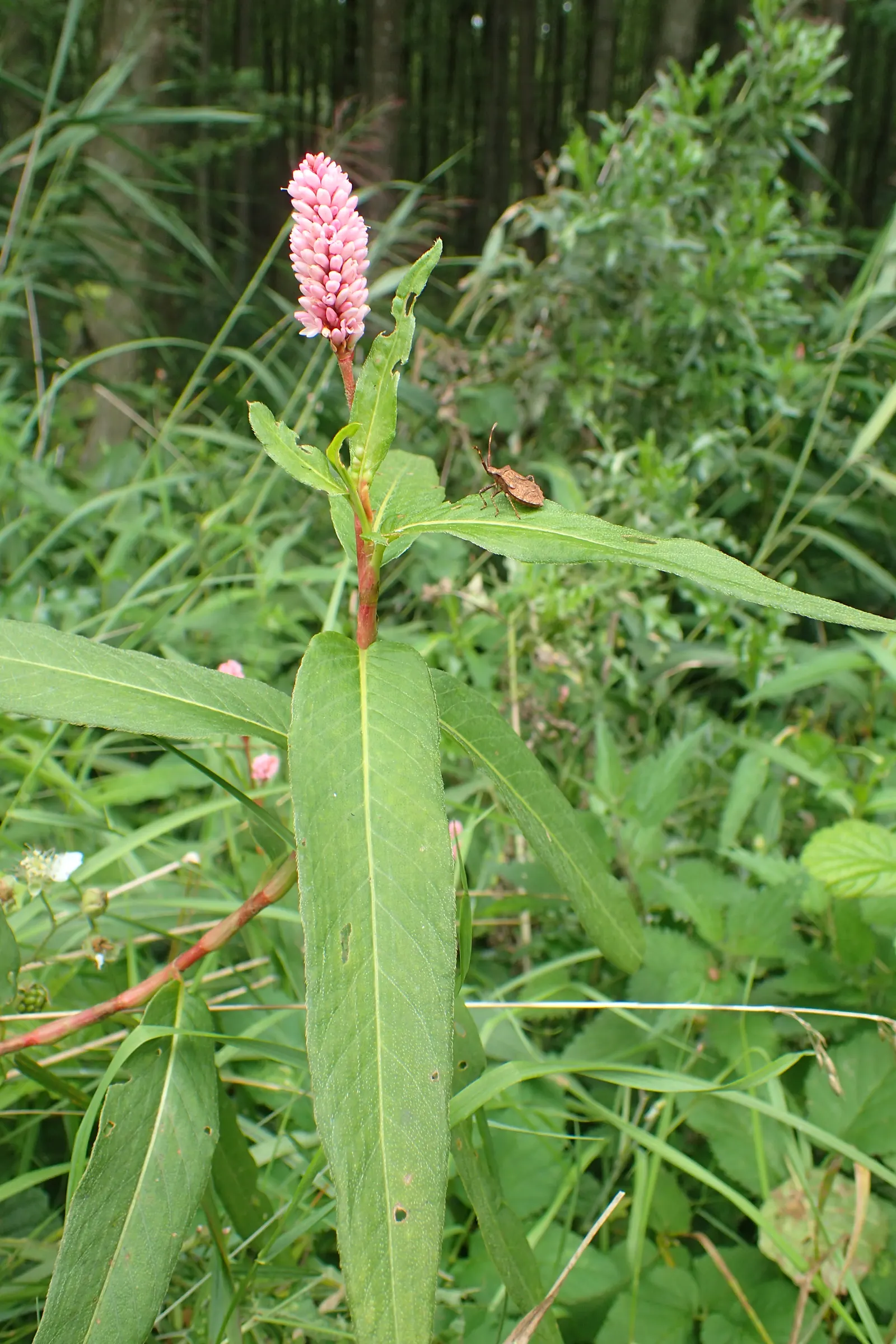 Smartweed, Knotweed (Persicaria Microcephala 'Red Dragon') — perennial for full or half; this plant is sure to captivate and impress both the, image 92