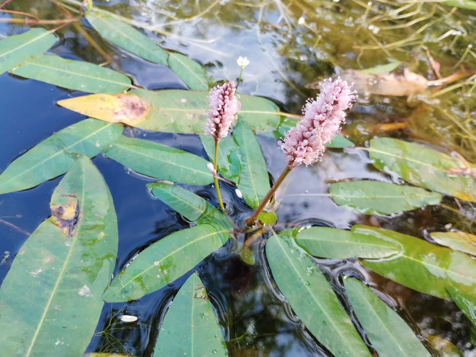 Smartweed, Knotweed (Persicaria Microcephala 'Red Dragon') — Its tiny, pinkish-white blooms appear in late summer, attracting pollinators, image 72
