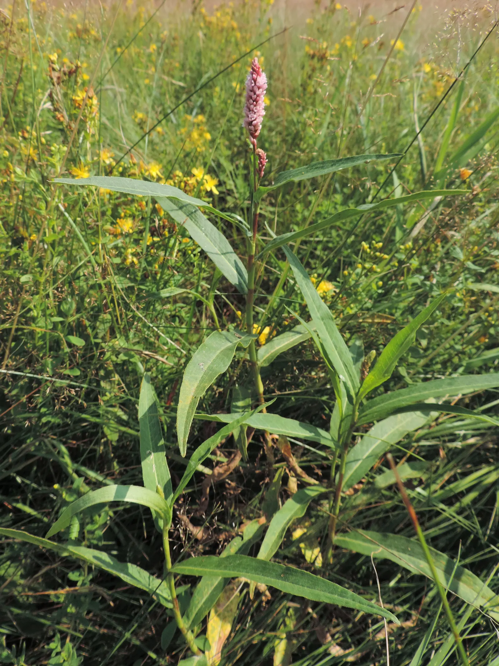 Smartweed, Knotweed (Persicaria Microcephala 'Red Dragon') — commonly known as Smartweed or Knotweed; it's well-suited for USDA hardiness zones 4, image 97