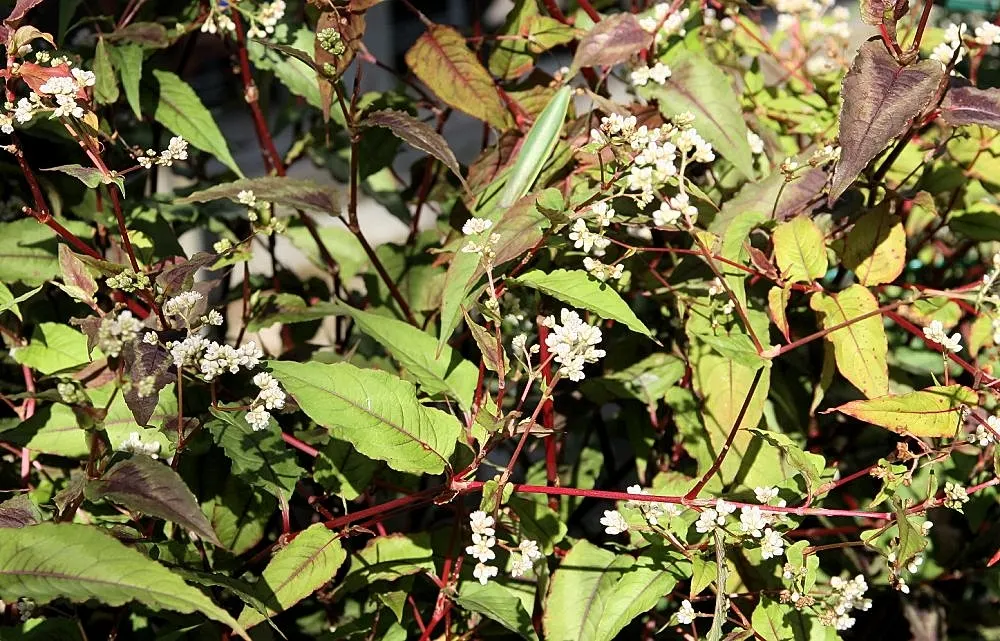 Smartweed, Knotweed (Persicaria Microcephala 'Red Dragon') — perennial with white blooms; though not the main attraction, image 68