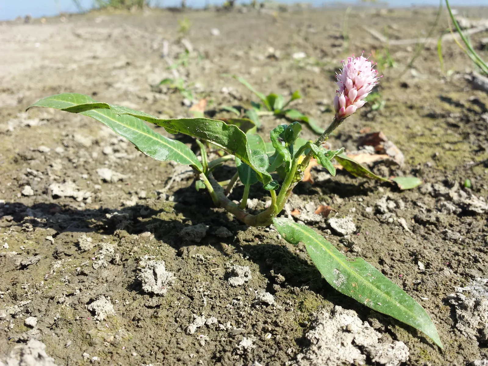 Smartweed, Knotweed (Persicaria Microcephala 'Red Dragon') — The leaves unfurl to a size of approximately 4 to 5 inches long; this variety is prized for its