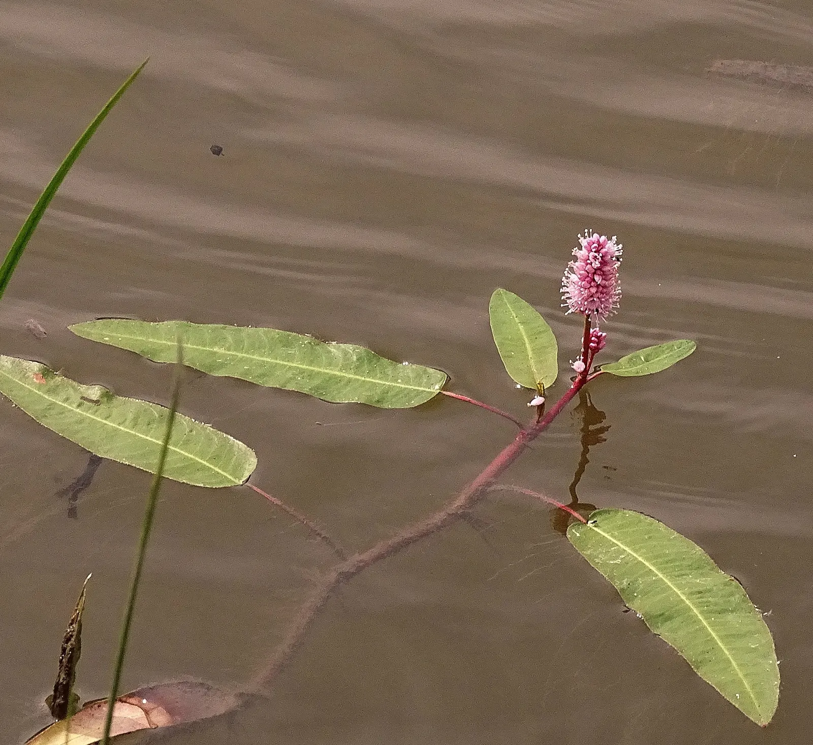 Smartweed, Knotweed (Persicaria Microcephala 'Red Dragon') — flourishing in partial shade to full sun and preferring consistently moist; white flowers in the