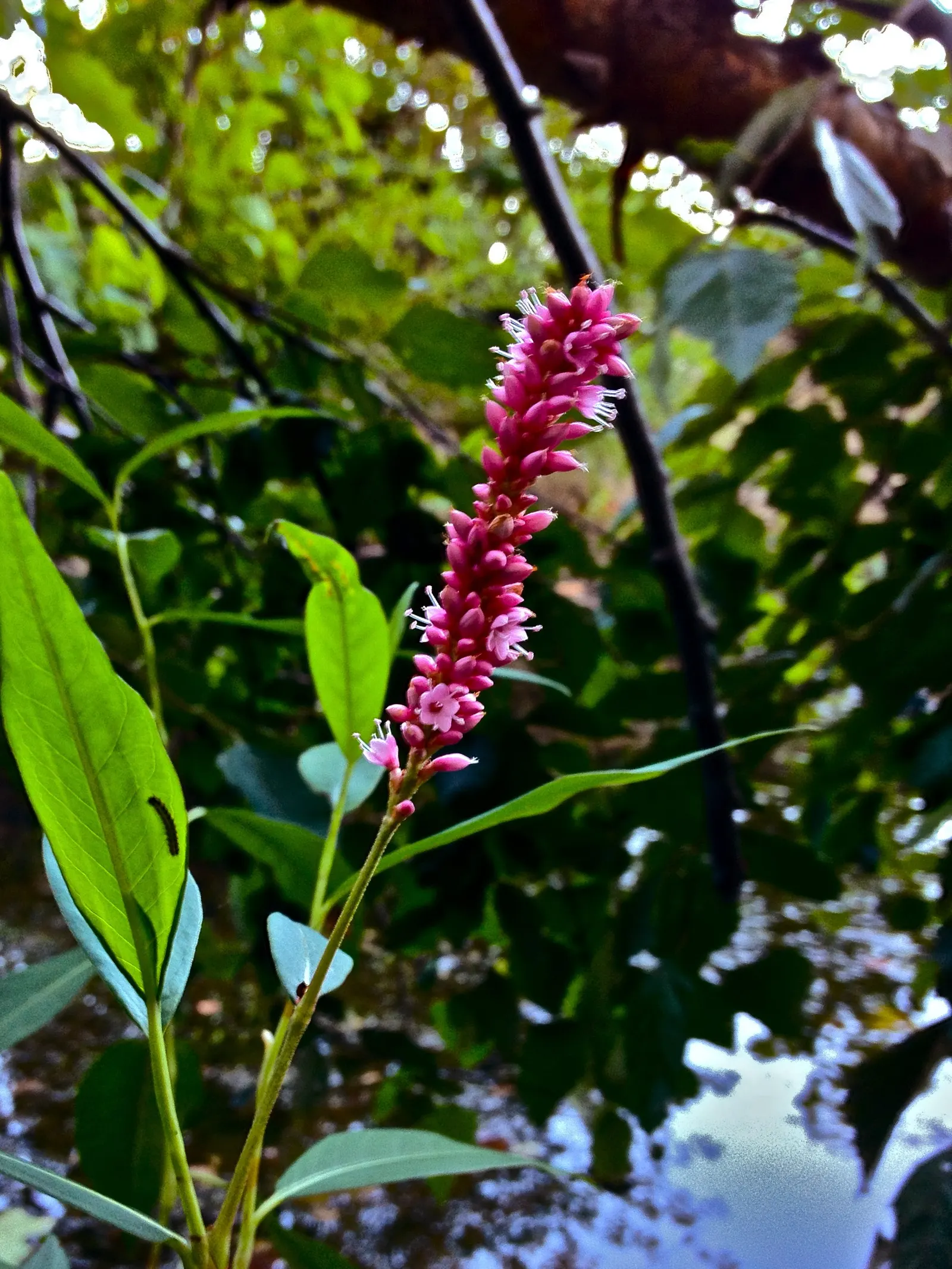 Smartweed, Knotweed (Persicaria Microcephala 'Red Dragon') — perennial with white blooms