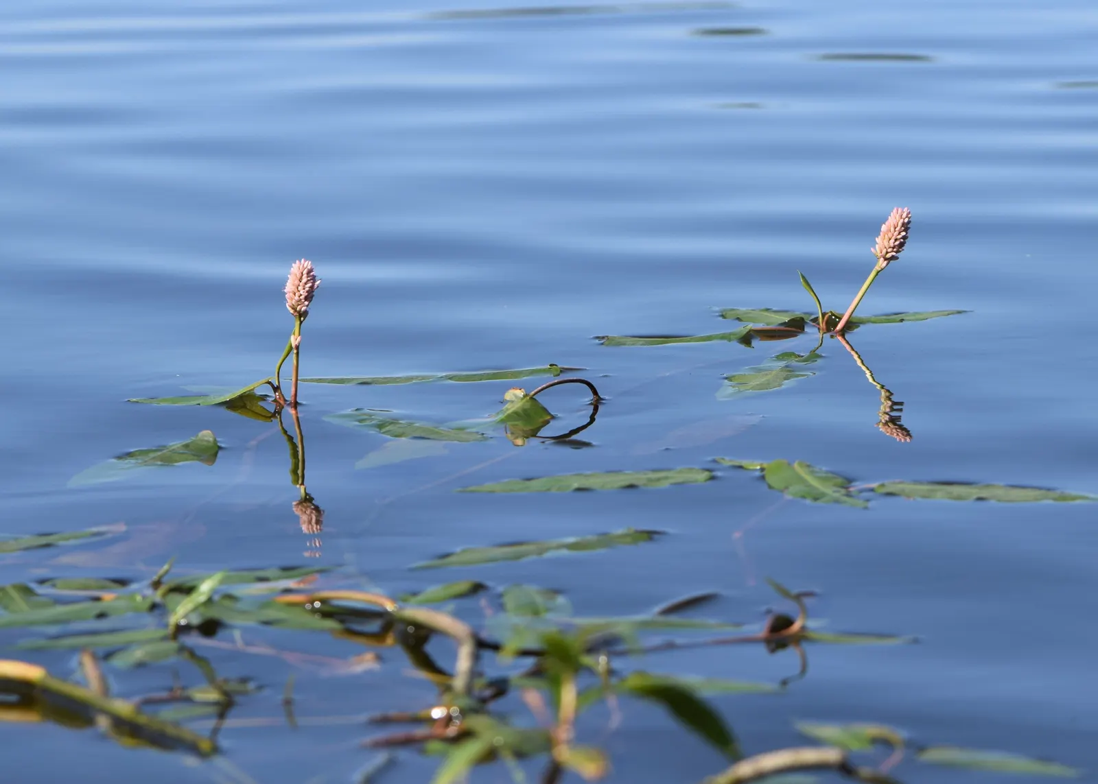 Smartweed, Knotweed (Persicaria Microcephala 'Red Dragon') — commonly known as Smartweed or Knotweed
