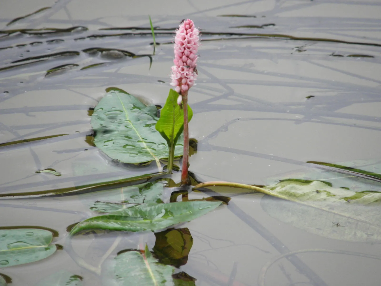 Smartweed, Knotweed (Persicaria Microcephala 'Red Dragon') — white flowers in the garden; is an herbaceous perennial that offers a dramatic, image 67