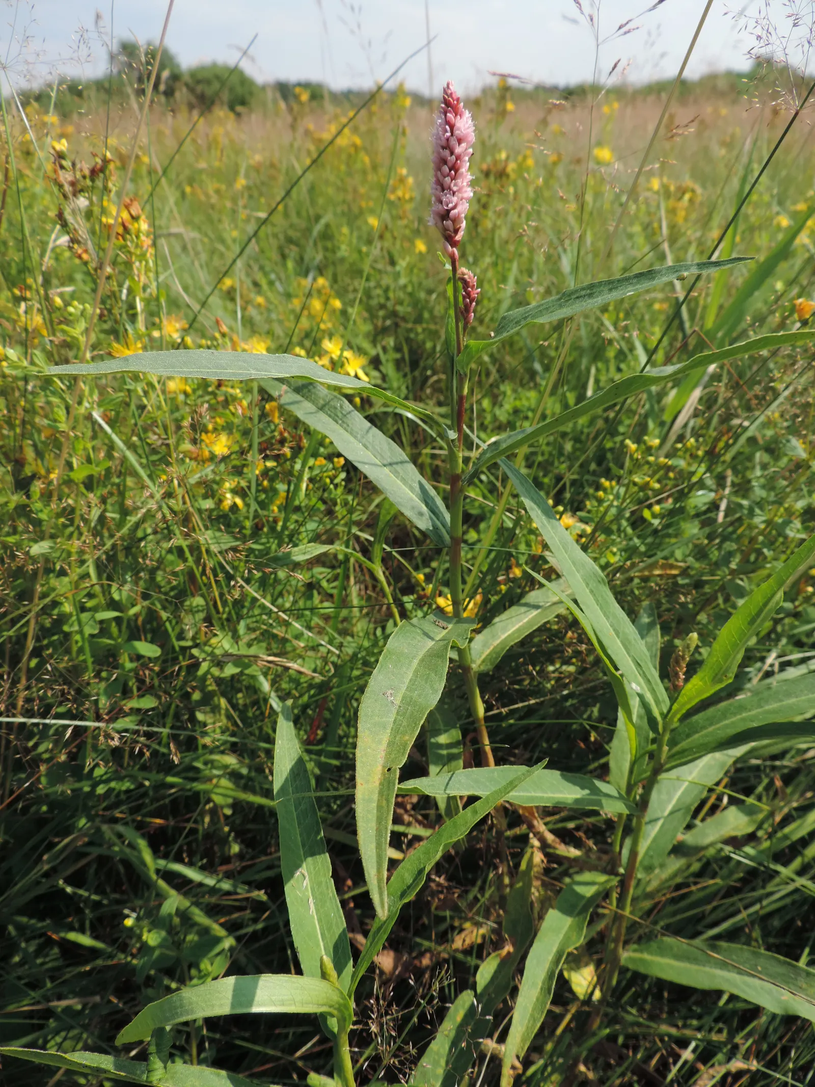 Smartweed, Knotweed (Persicaria Microcephala 'Red Dragon') — In late summer to early fall; commonly known as Smartweed or Knotweed, image 103