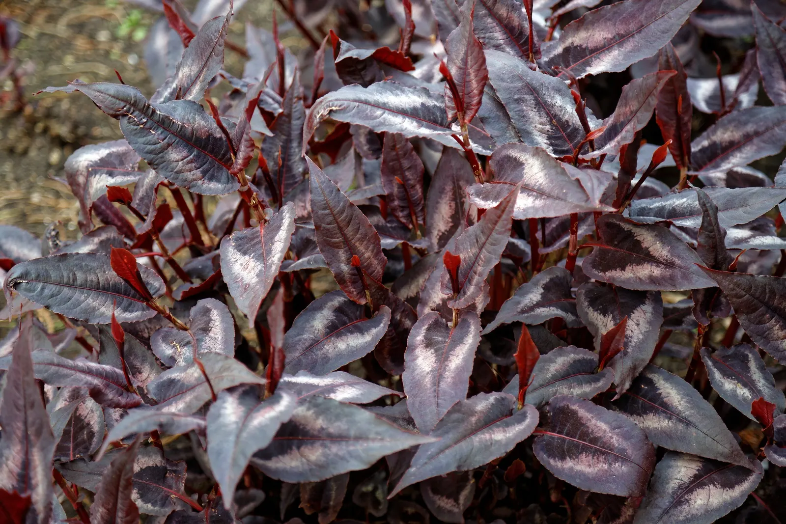 Smartweed, Knotweed (Persicaria Microcephala 'Red Dragon') — Ideal for adding contrast and color to borders and waterside plantings