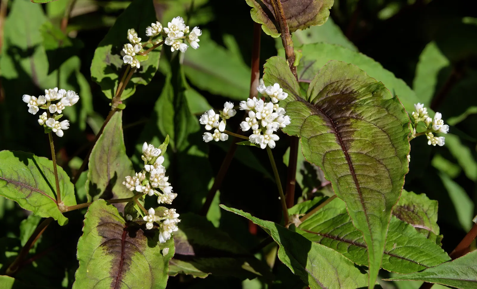 Smartweed, Knotweed (Persicaria Microcephala 'Red Dragon') — white flowers in the garden; is an herbaceous perennial that offers a dramatic, image 113