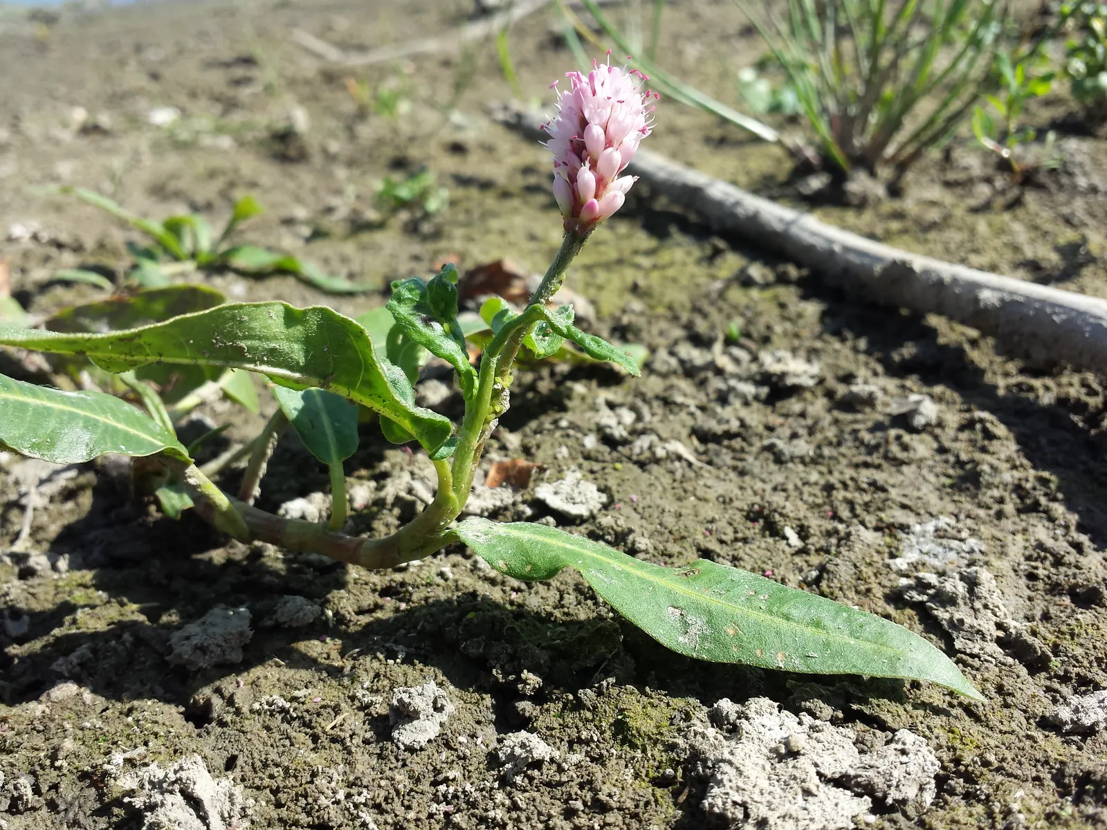 Smartweed, Knotweed (Persicaria Microcephala 'Red Dragon') — flourishing in partial shade to full sun and preferring consistently moist; white, image 102