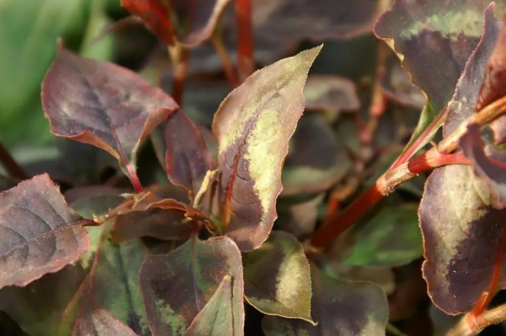 Smartweed, Knotweed (Persicaria Microcephala 'Red Dragon') — Ideal for adding contrast and color to borders and waterside plantings; this hardy plant thrives
