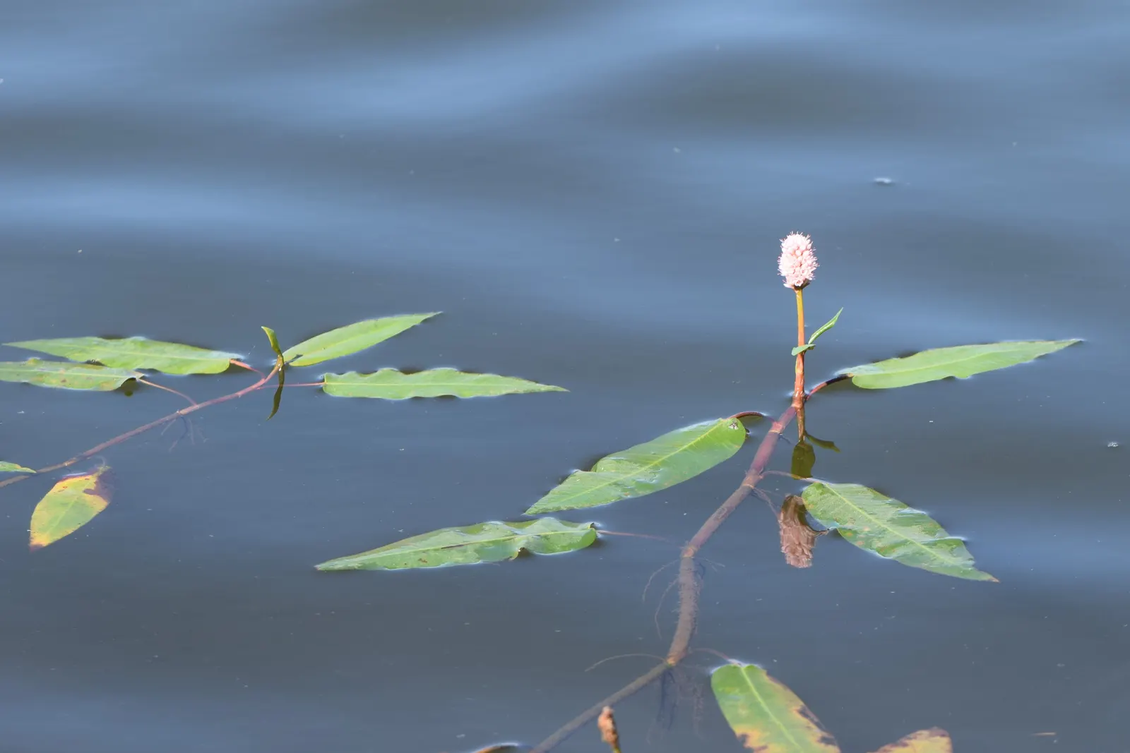 Smartweed, Knotweed (Persicaria Microcephala 'Red Dragon') — Mature specimens reach up to 3 feet in height and spread 2 to 4 feet wide; ideal for adding