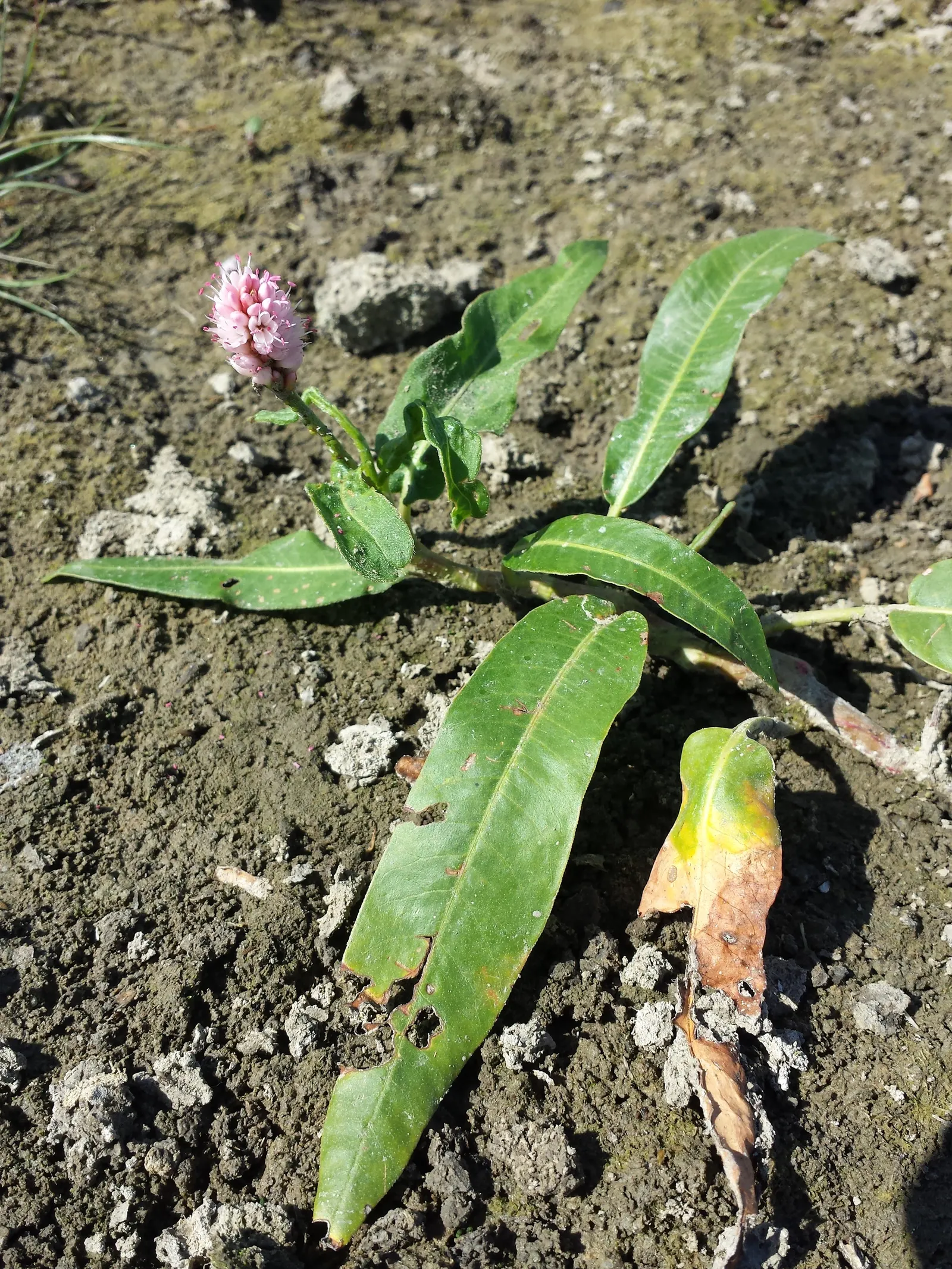 Smartweed, Knotweed (Persicaria Microcephala 'Red Dragon') — The leaves unfurl to a size of approximately 4 to 5 inches long; this variety is, image 54
