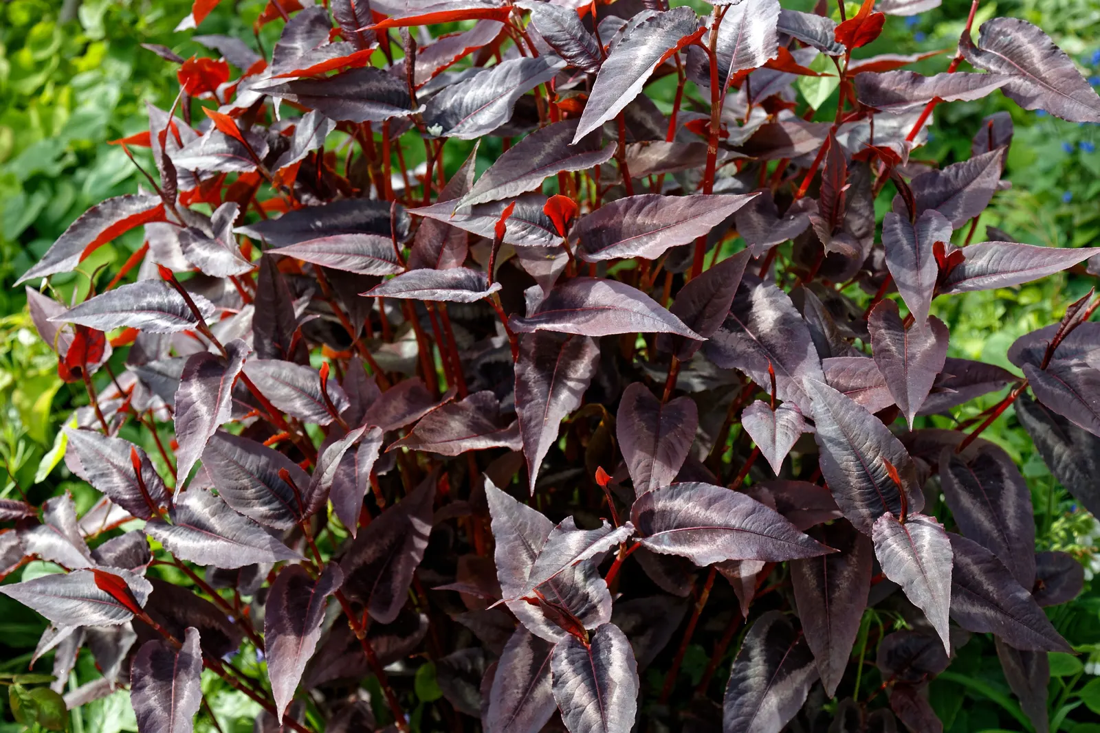 Smartweed, Knotweed (Persicaria Microcephala 'Red Dragon') — It's well-suited for USDA hardiness zones 4 to 8; these flowers add a delicate contrast to the