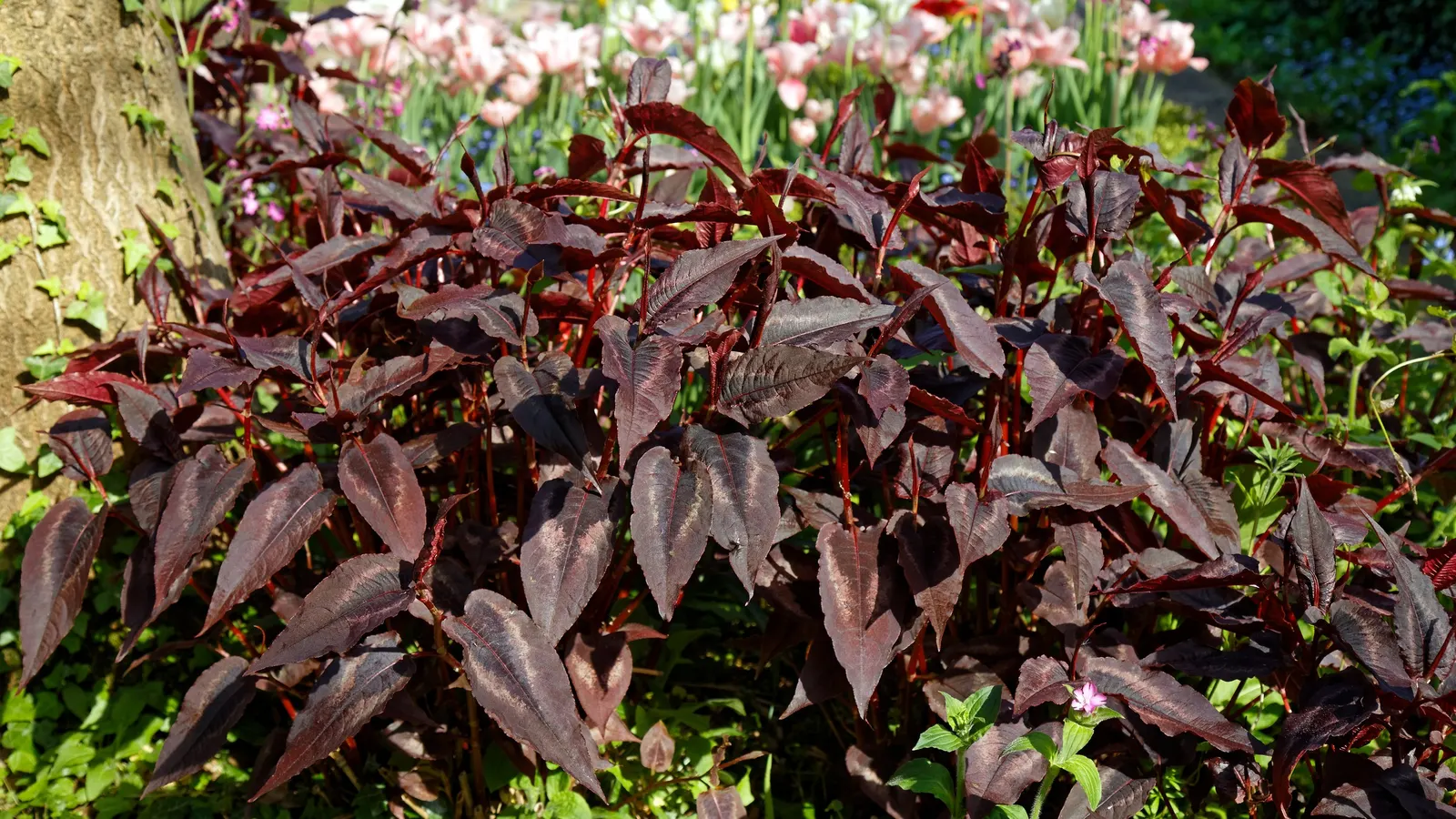 Smartweed, Knotweed (Persicaria Microcephala 'Red Dragon') — white flowers in the garden; is an herbaceous perennial that offers a dramatic flourish to any