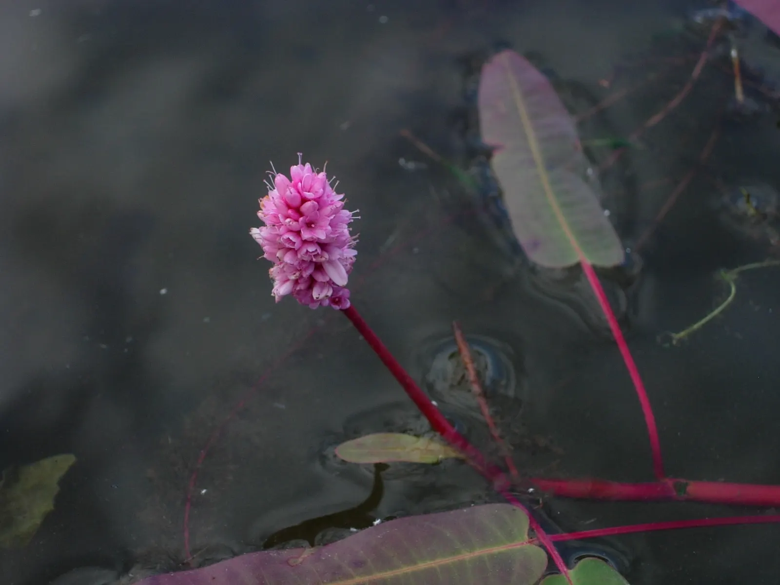 Smartweed, Knotweed (Persicaria Microcephala 'Red Dragon') — It does have an assertive spreading nature; mature specimens reach up to 3 feet in, image 86