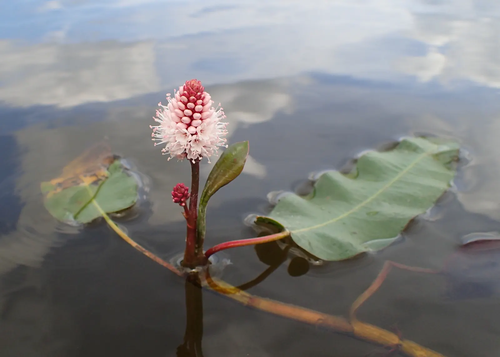 Smartweed, Knotweed (Persicaria Microcephala 'Red Dragon') — The leaves unfurl to a size of approximately 4 to 5 inches long; this variety is, image 100
