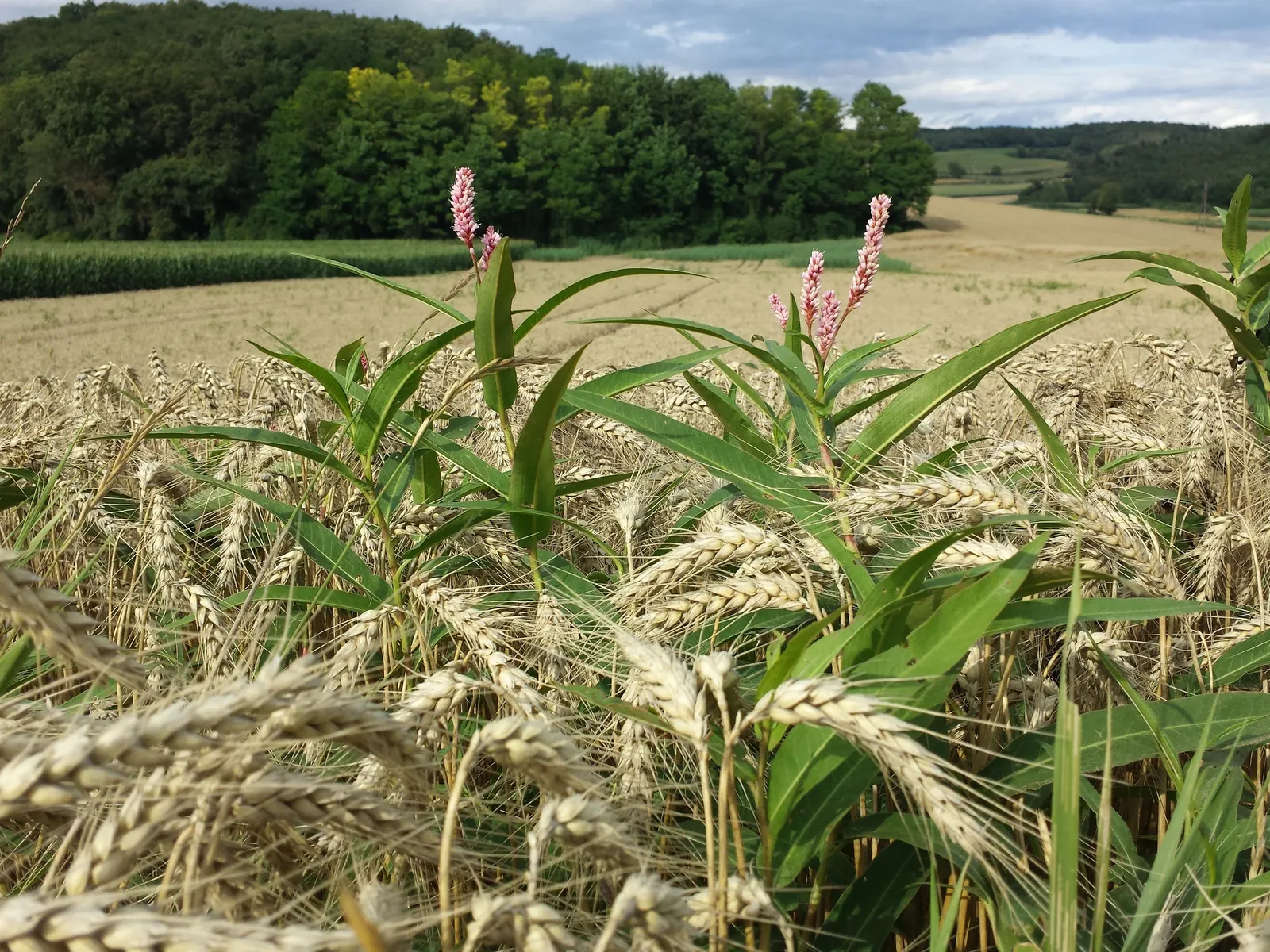 Smartweed, Knotweed (Persicaria Microcephala 'Red Dragon') — It's well-suited for USDA hardiness zones 4 to 8