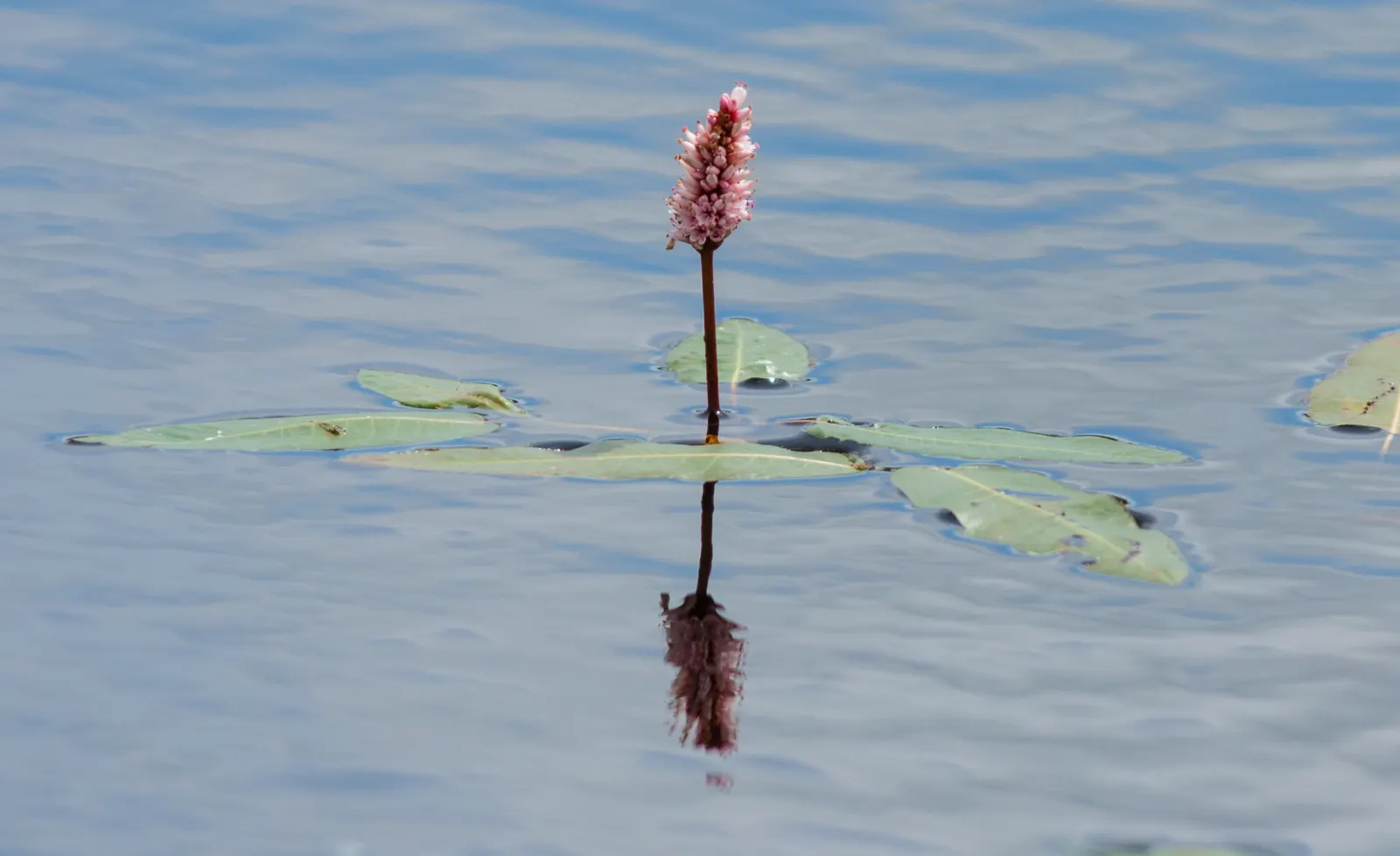 Smartweed, Knotweed (Persicaria Microcephala 'Red Dragon') — these flowers add a delicate contrast to the bold leaves.<br><br>As an easy-to-grow, image 83