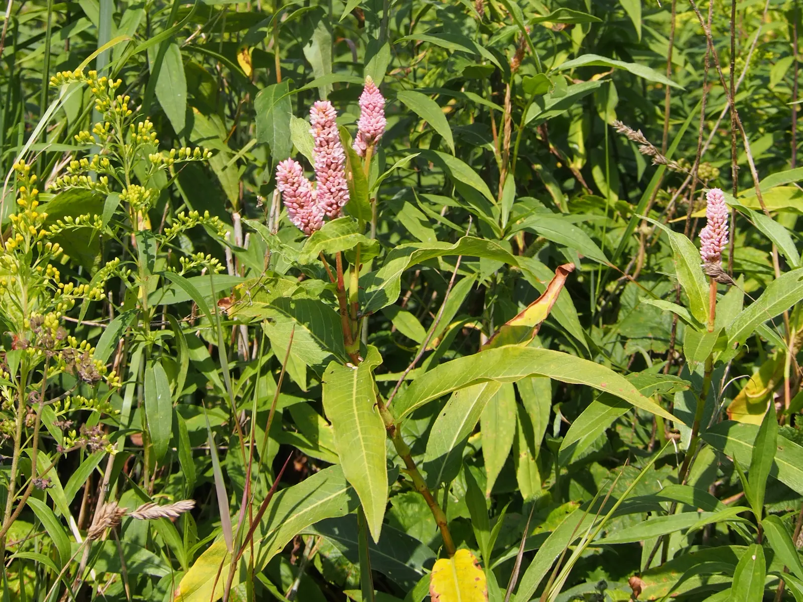 Smartweed, Knotweed (Persicaria Microcephala 'Red Dragon') — This variety is prized for its striking foliage; perennial for full or half