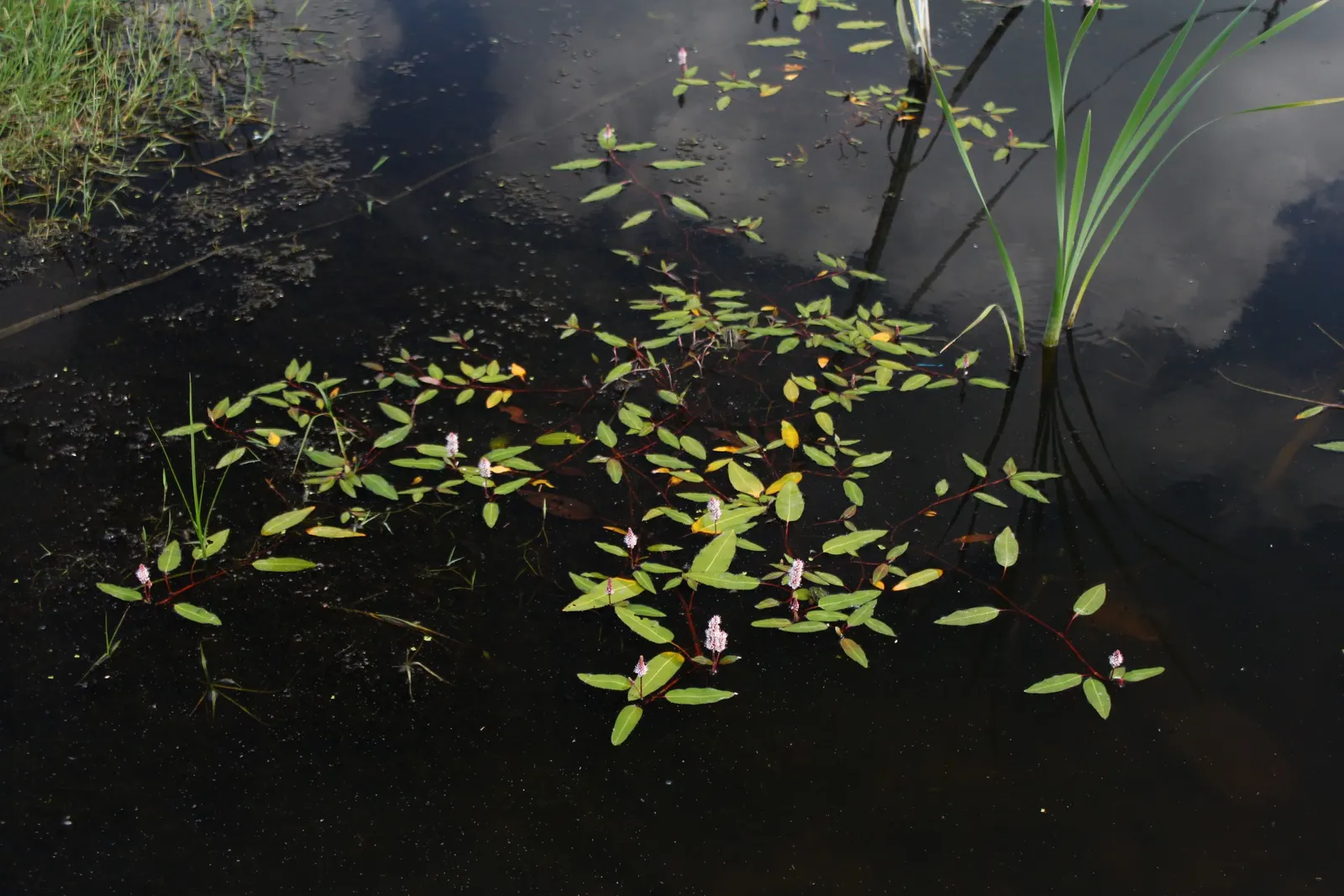 Smartweed, Knotweed (Persicaria Microcephala 'Red Dragon') — The leaves unfurl to a size of approximately 4 to 5 inches long; this variety is, image 77