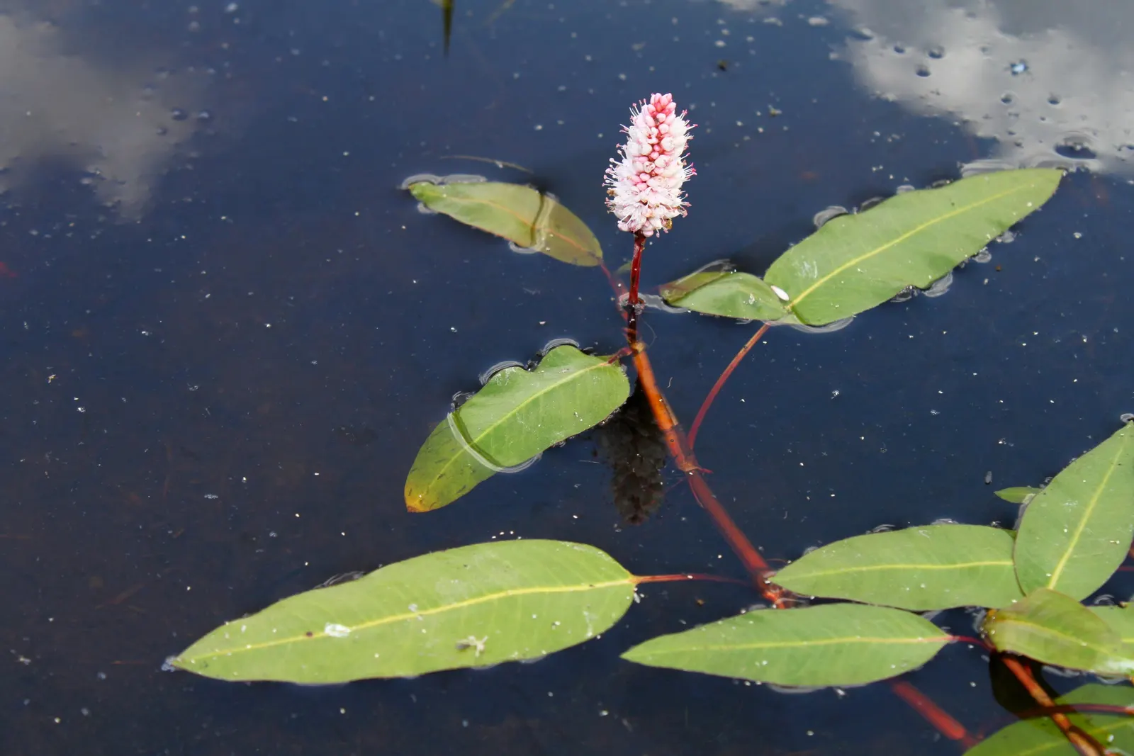 Smartweed, Knotweed (Persicaria Microcephala 'Red Dragon') — this plant is sure to captivate and impress both the designer and the client, image 66