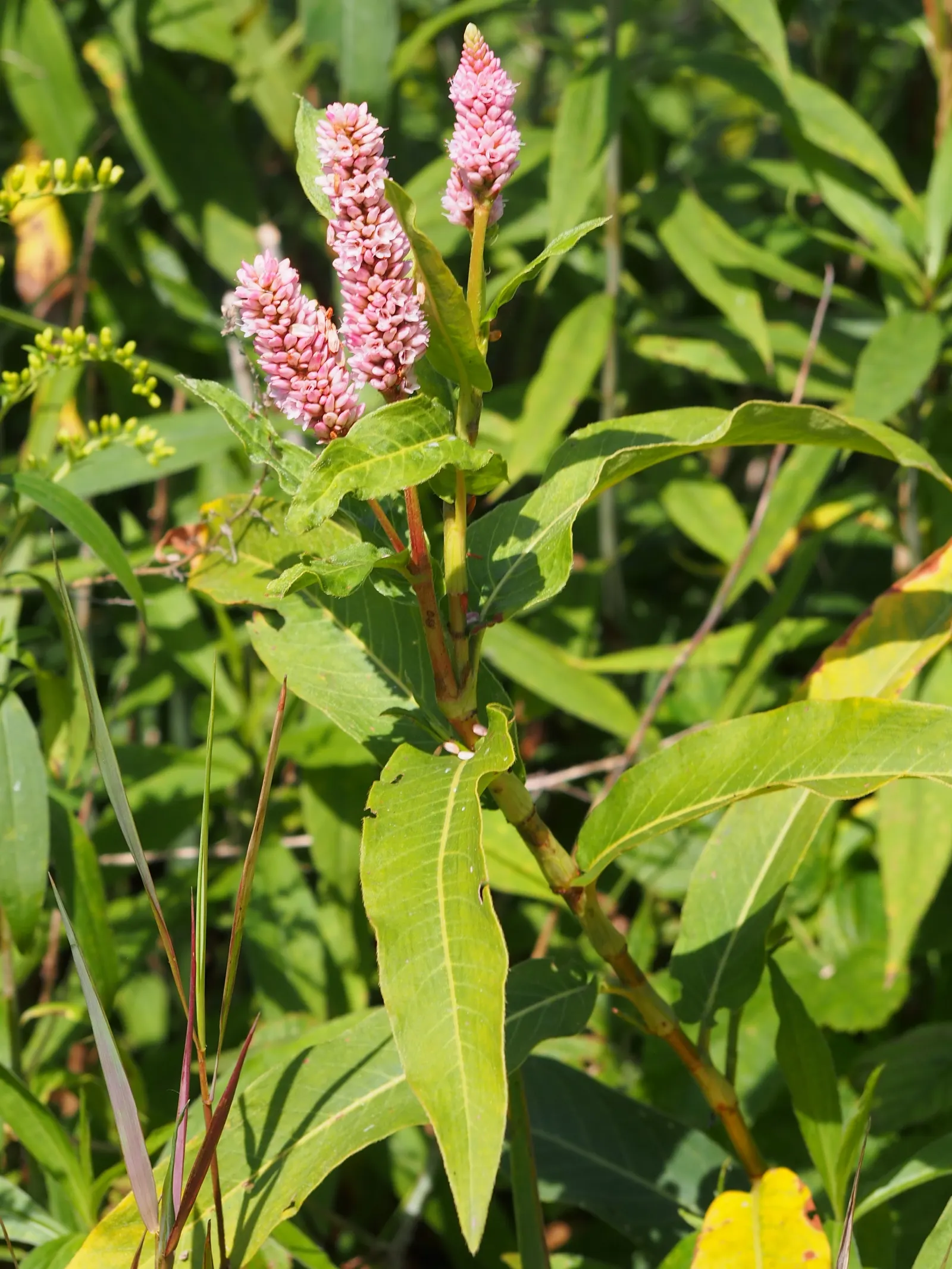 Smartweed, Knotweed (Persicaria Microcephala 'Red Dragon') — With its adaptability and ornamental qualities; 'Red Dragon' is excellent for adding