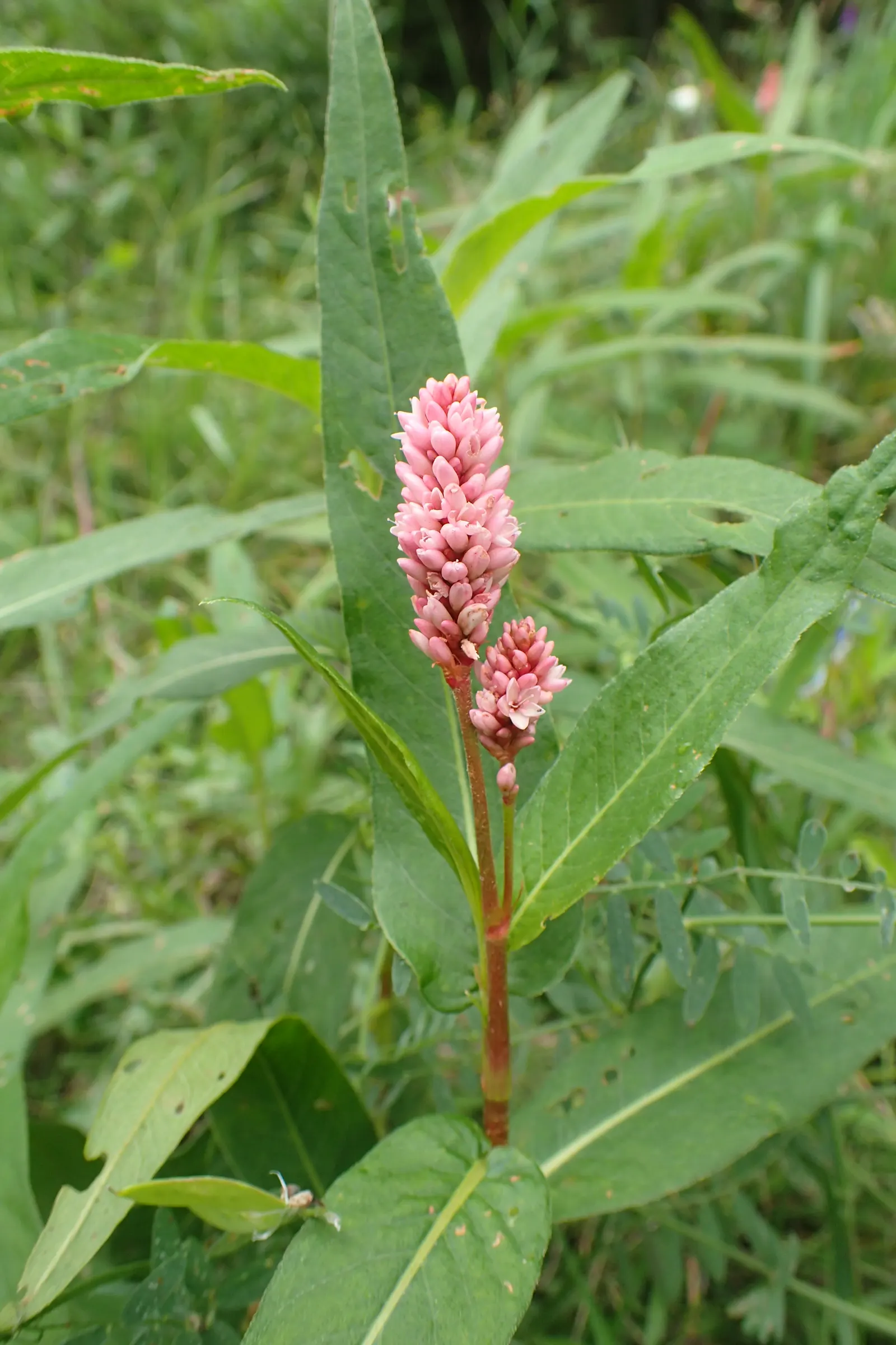 Smartweed, Knotweed (Persicaria Microcephala 'Red Dragon') — inconspicuous white to pale pink flowers that rise in airy clusters above the foliage, image 58