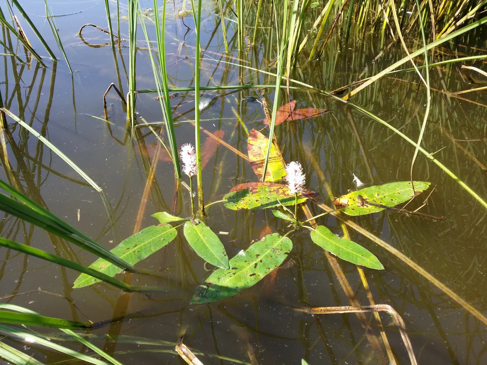 Smartweed, Knotweed (Persicaria Microcephala 'Red Dragon') — this plant is sure to captivate and impress both the designer and the client; perennial with white