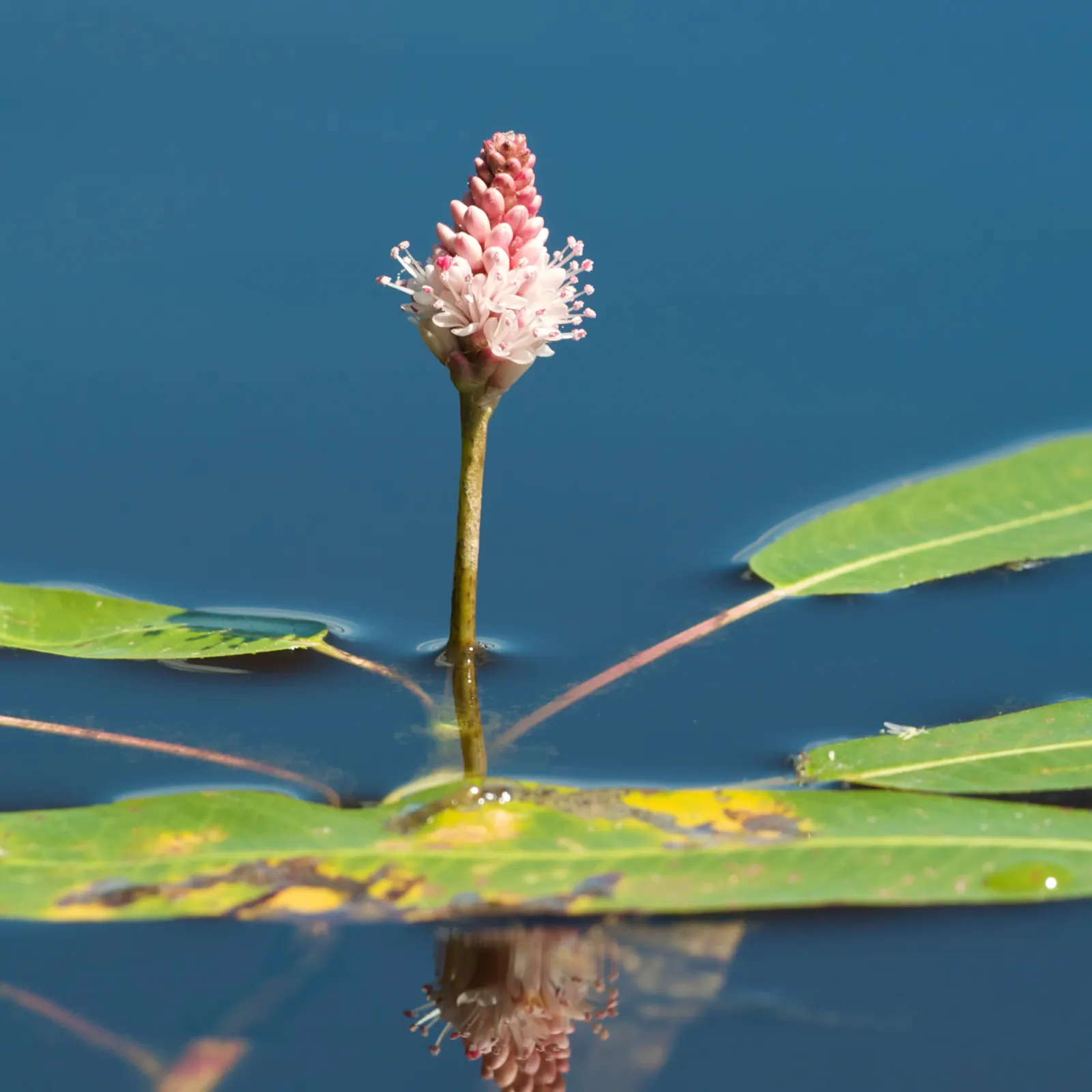 Smartweed, Knotweed (Persicaria Microcephala 'Red Dragon') — Though not the main attraction; with its adaptability and ornamental qualities, image 82