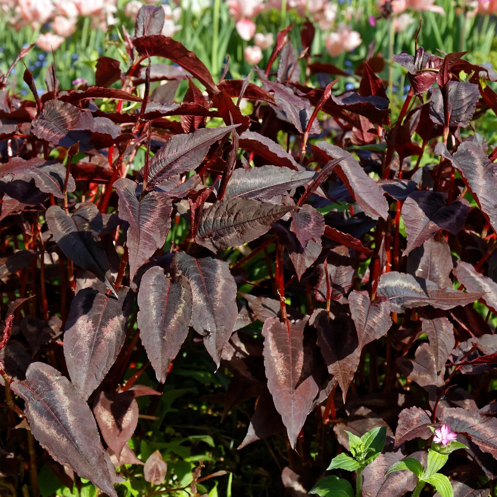 Smartweed, Knotweed (Persicaria Microcephala 'Red Dragon') — This variety is prized for its striking foliage; perennial for full or half, image 53