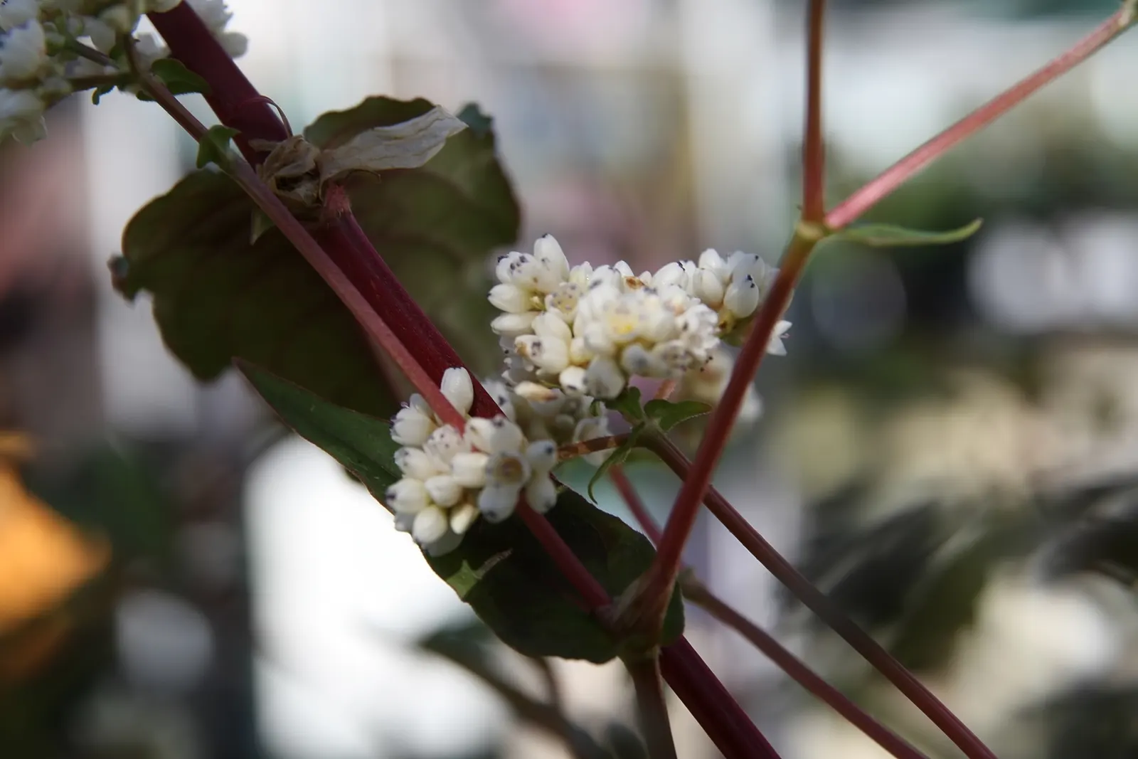 Smartweed, Knotweed (Persicaria Microcephala 'Red Dragon') — complimenting both modern and traditional landscape designs