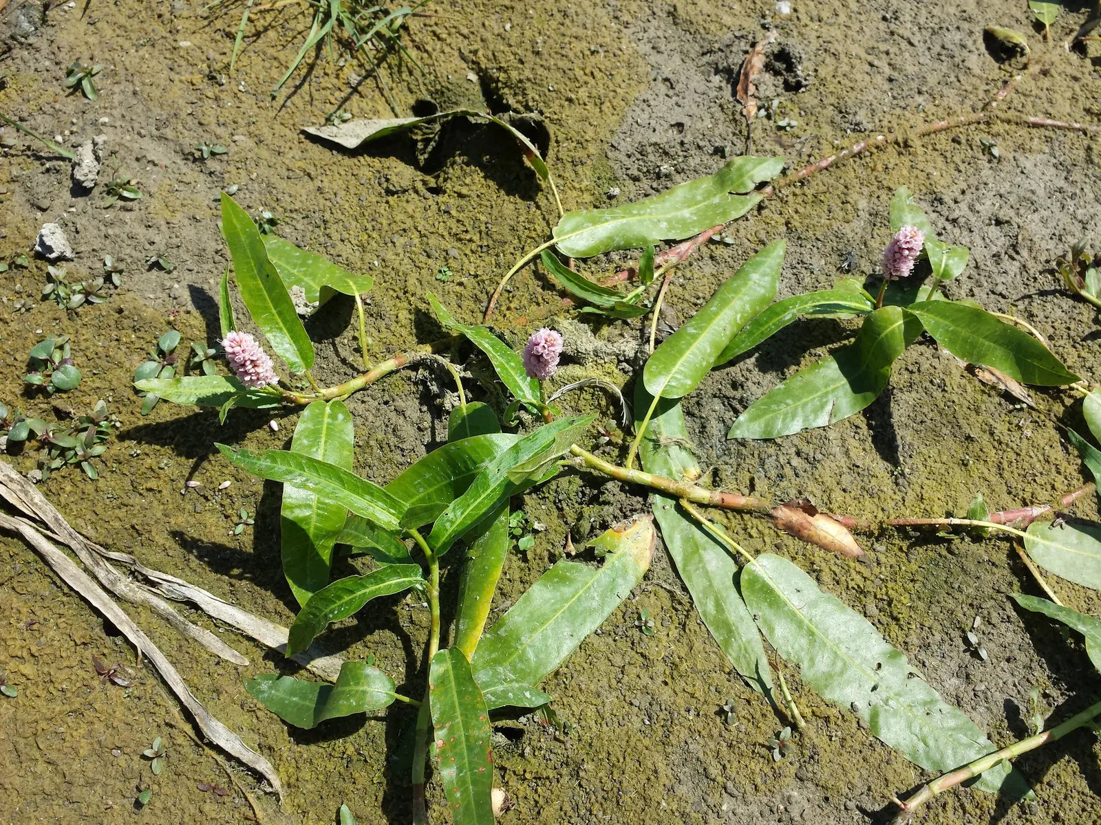 Smartweed, Knotweed (Persicaria Microcephala 'Red Dragon') — complimenting both modern and traditional landscape designs; the leaves unfurl to a, image 87